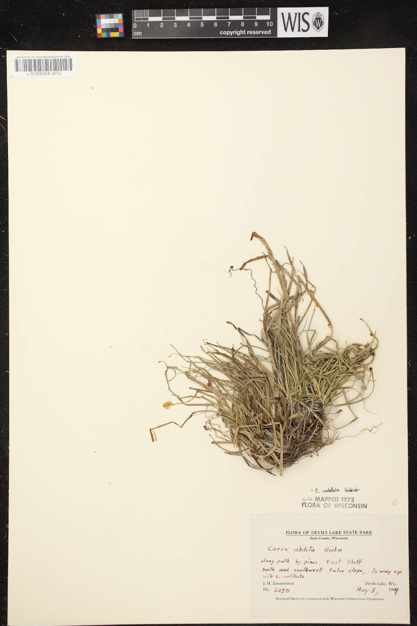 Carex umbellata image