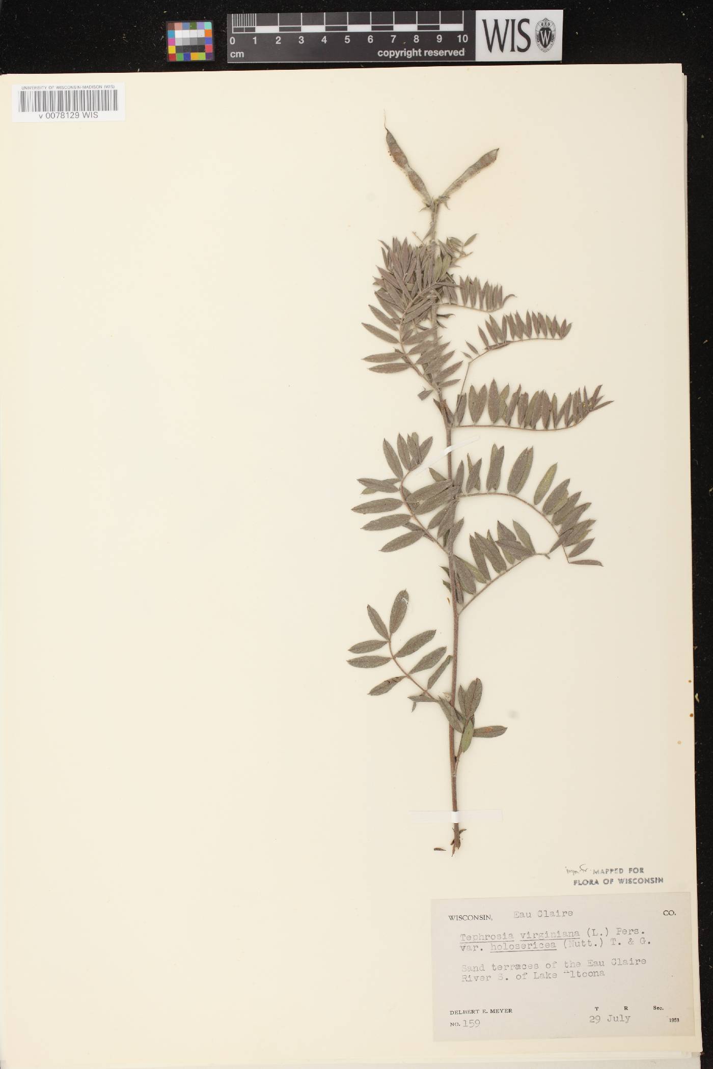 Tephrosia virginiana image
