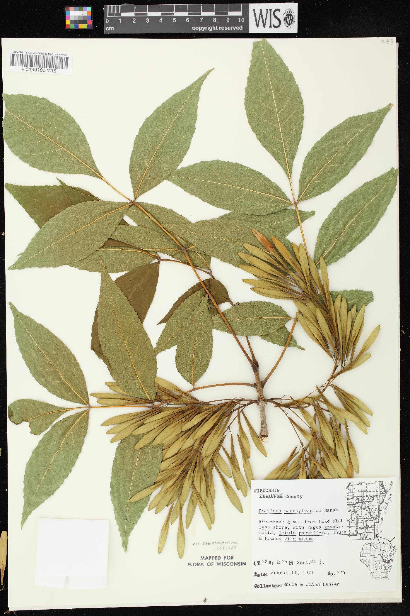 Fraxinus pennsylvanica image