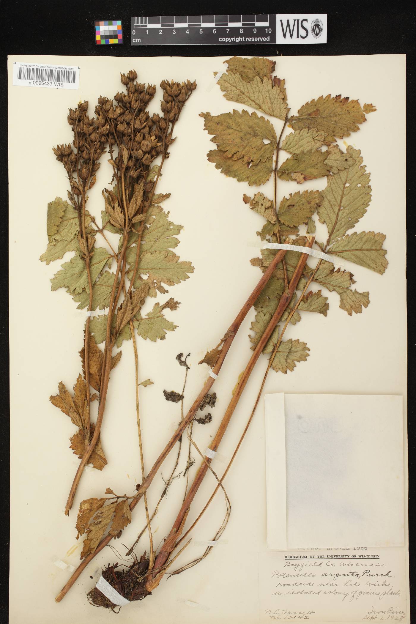 Drymocallis arguta image