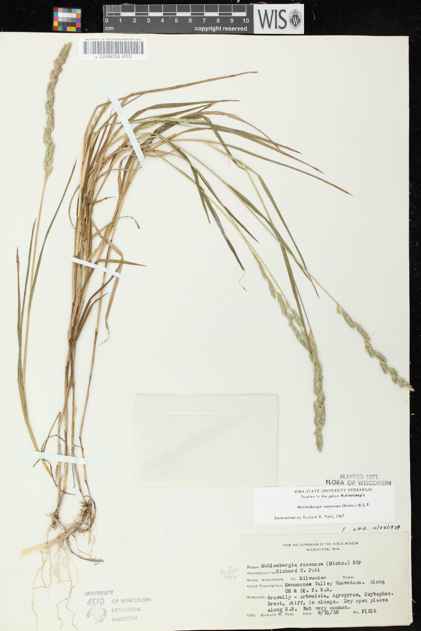 Muhlenbergia racemosa image
