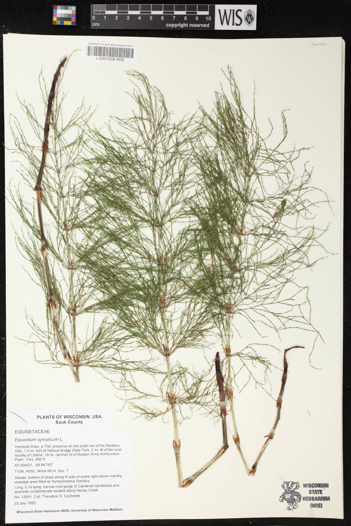 Equisetum sylvaticum image