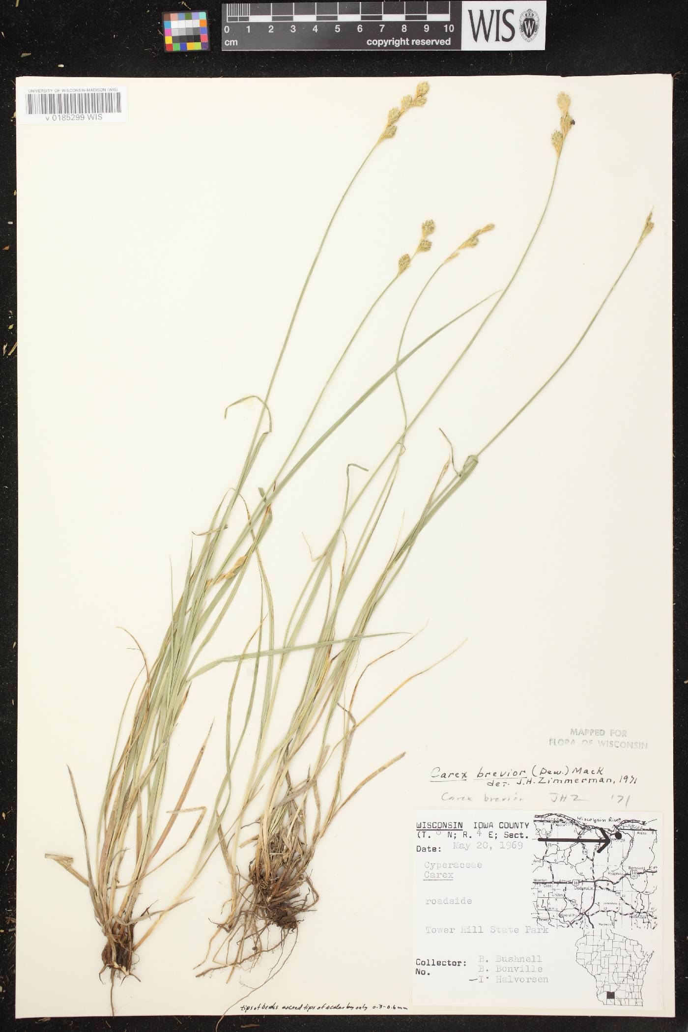 Carex brevior image