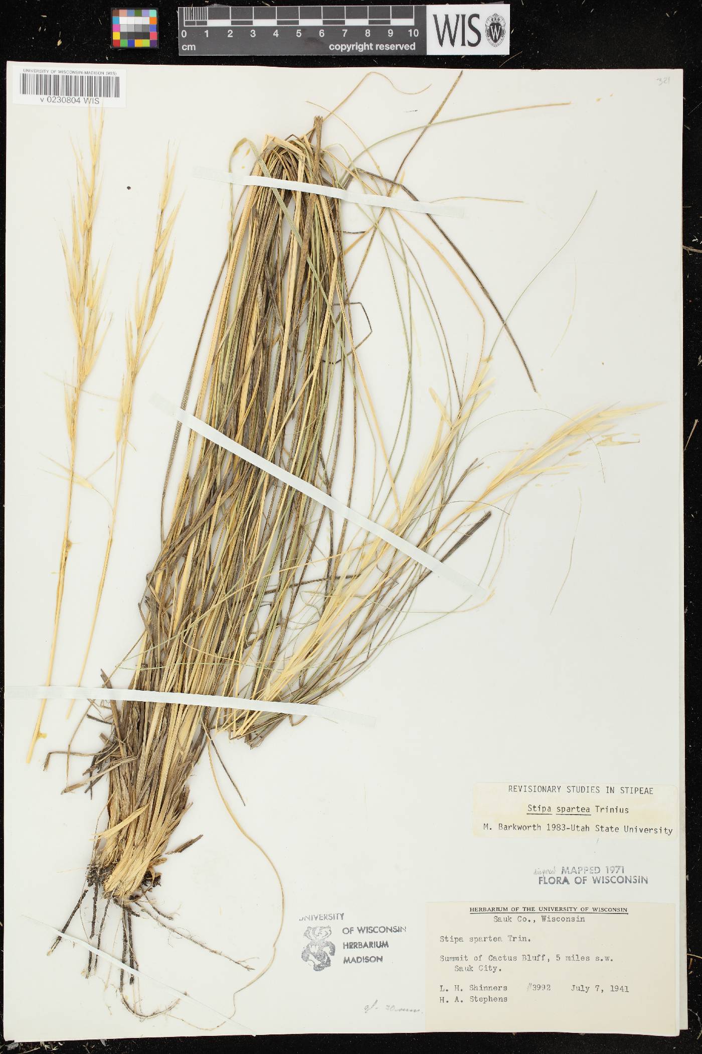 Hesperostipa spartea image