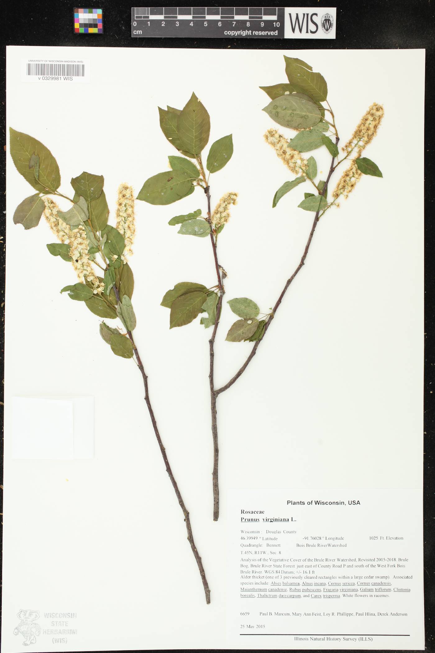 Prunus virginiana image