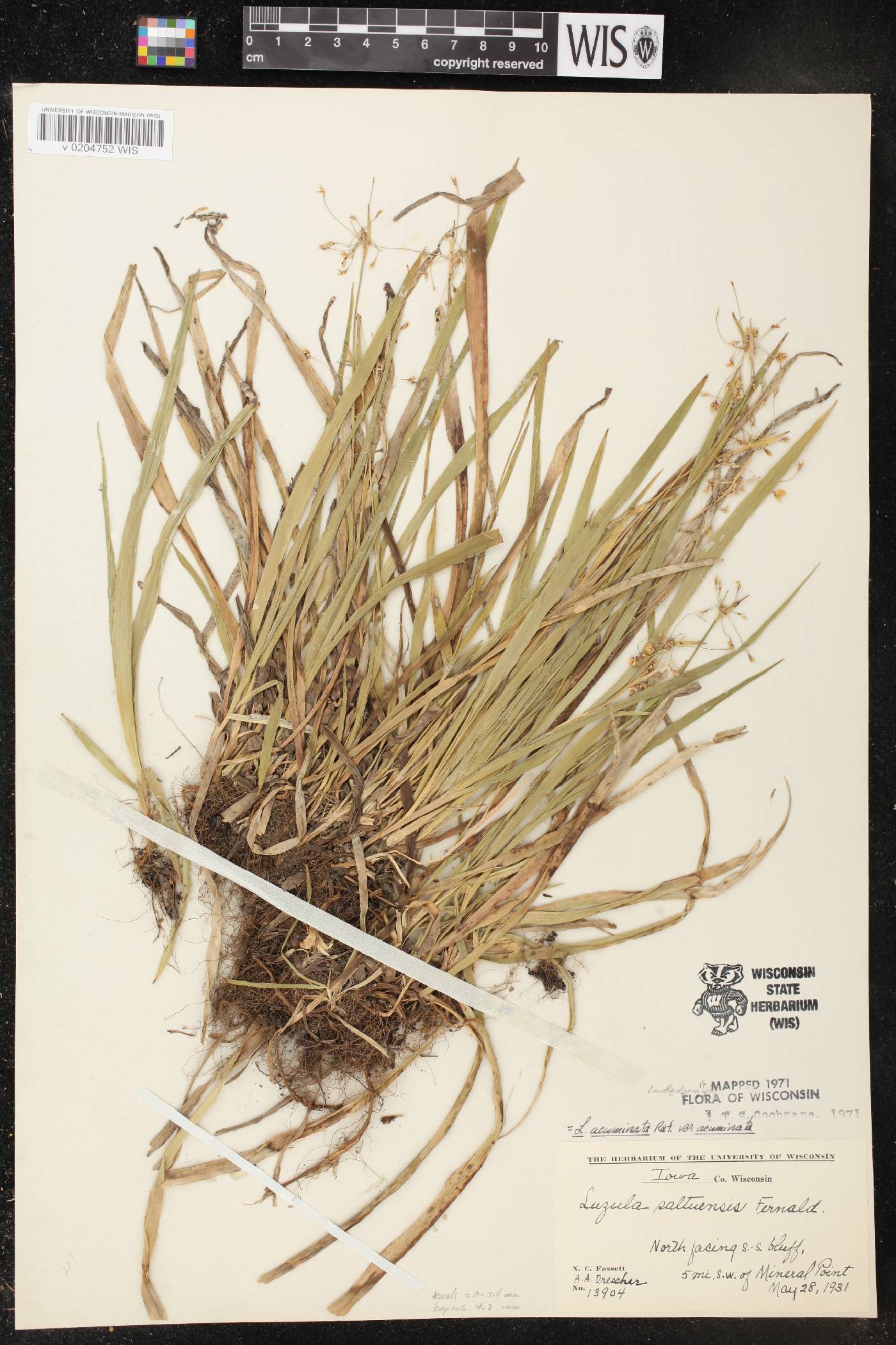 Luzula acuminata image