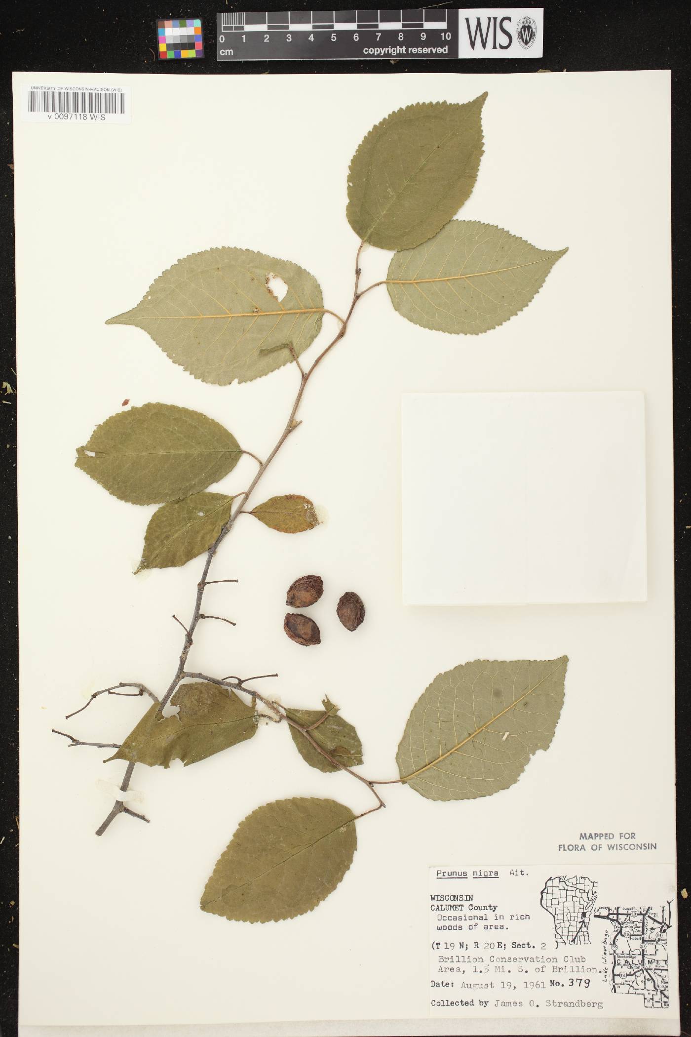 Prunus nigra image