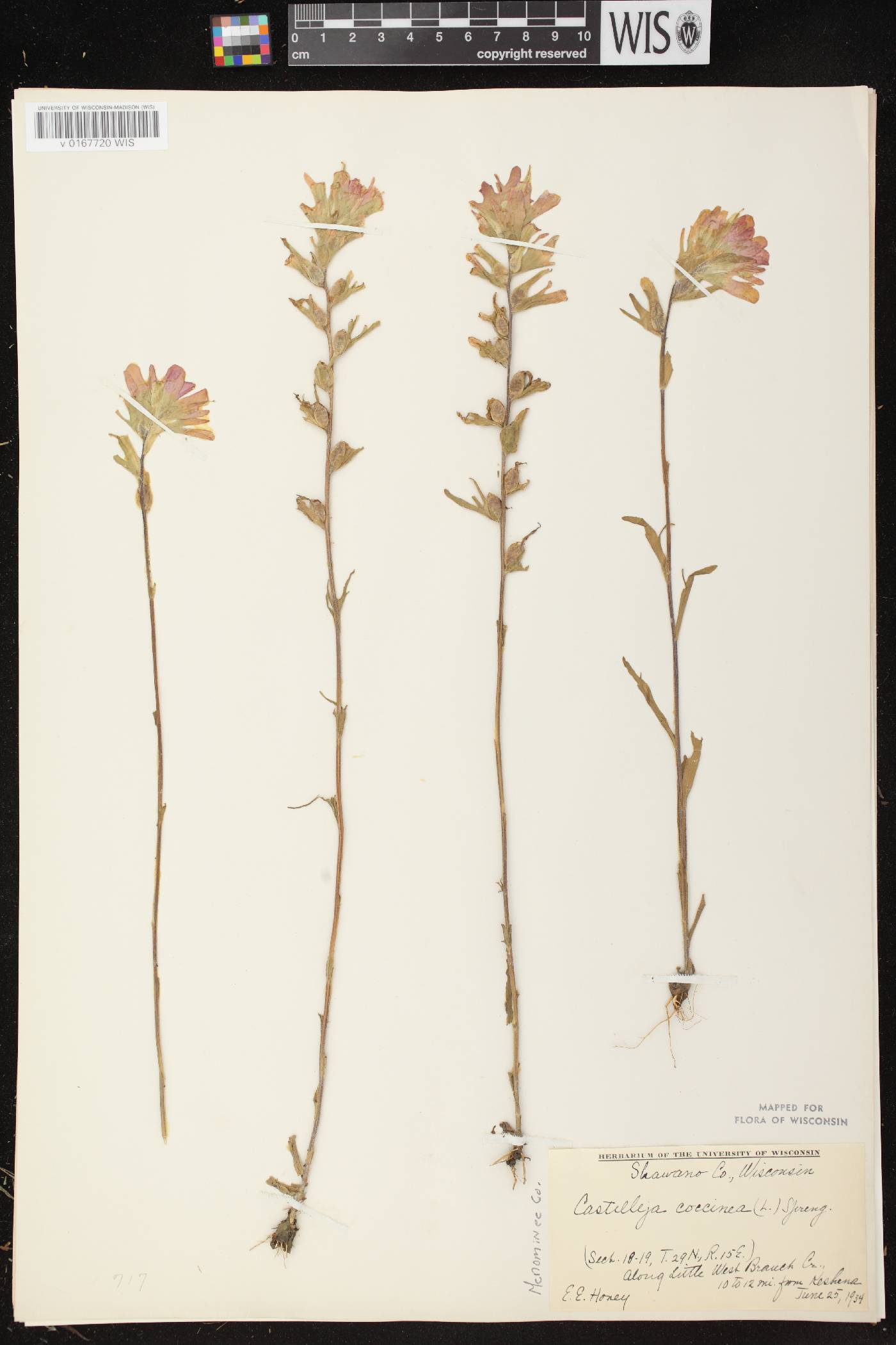 Castilleja coccinea image