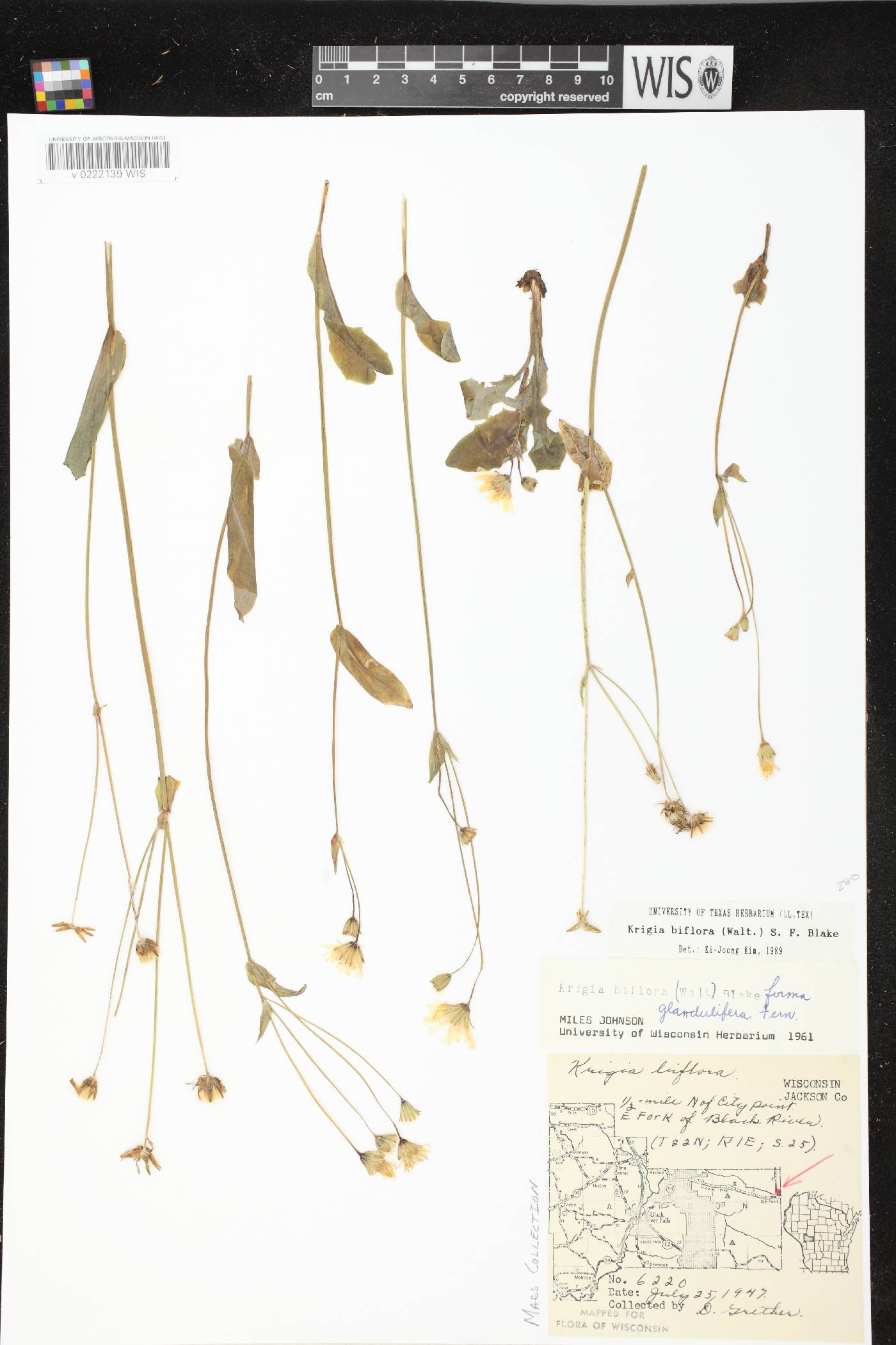 Krigia biflora subsp. glandulifera image