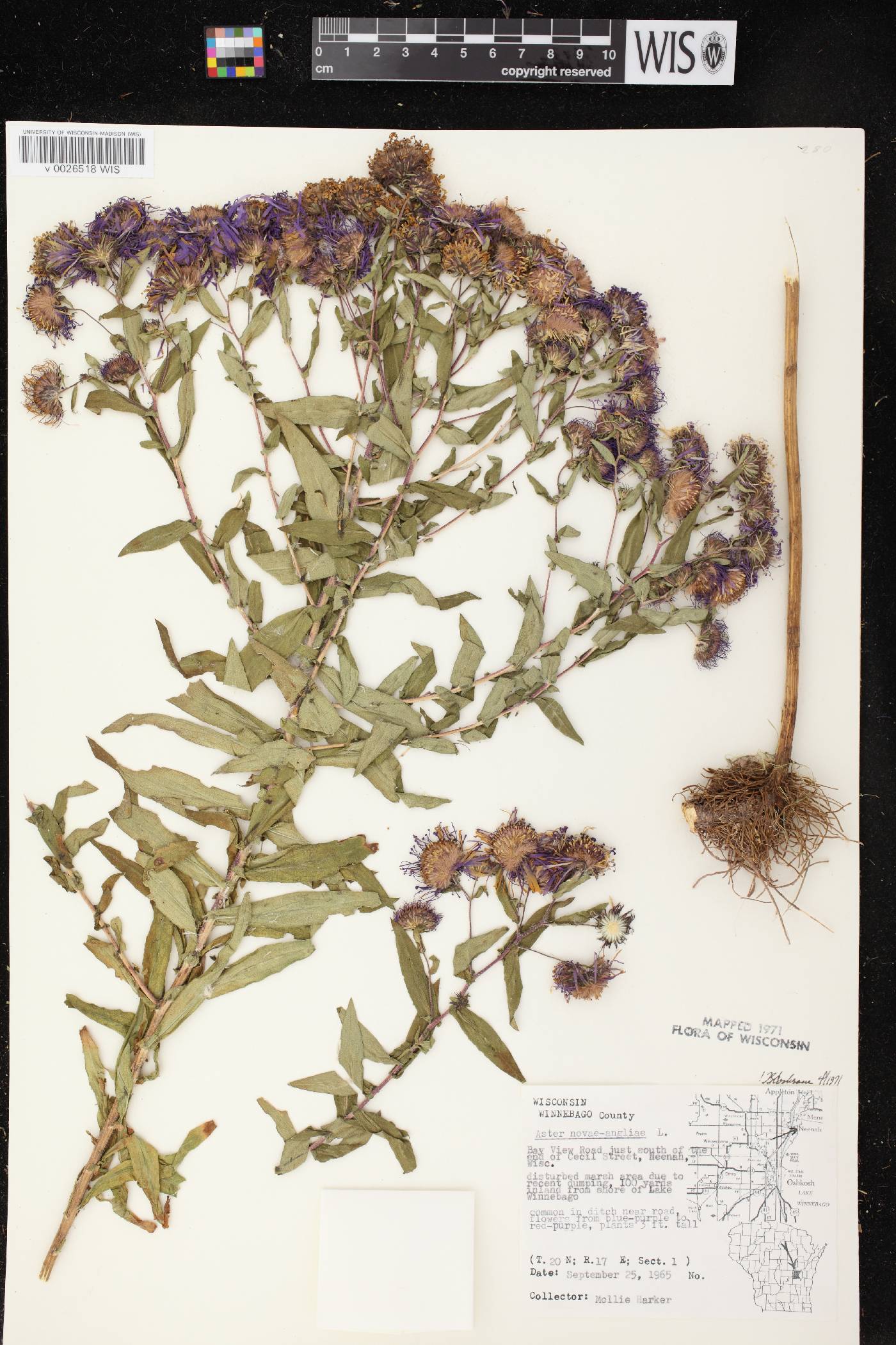 Symphyotrichum novae-angliae image
