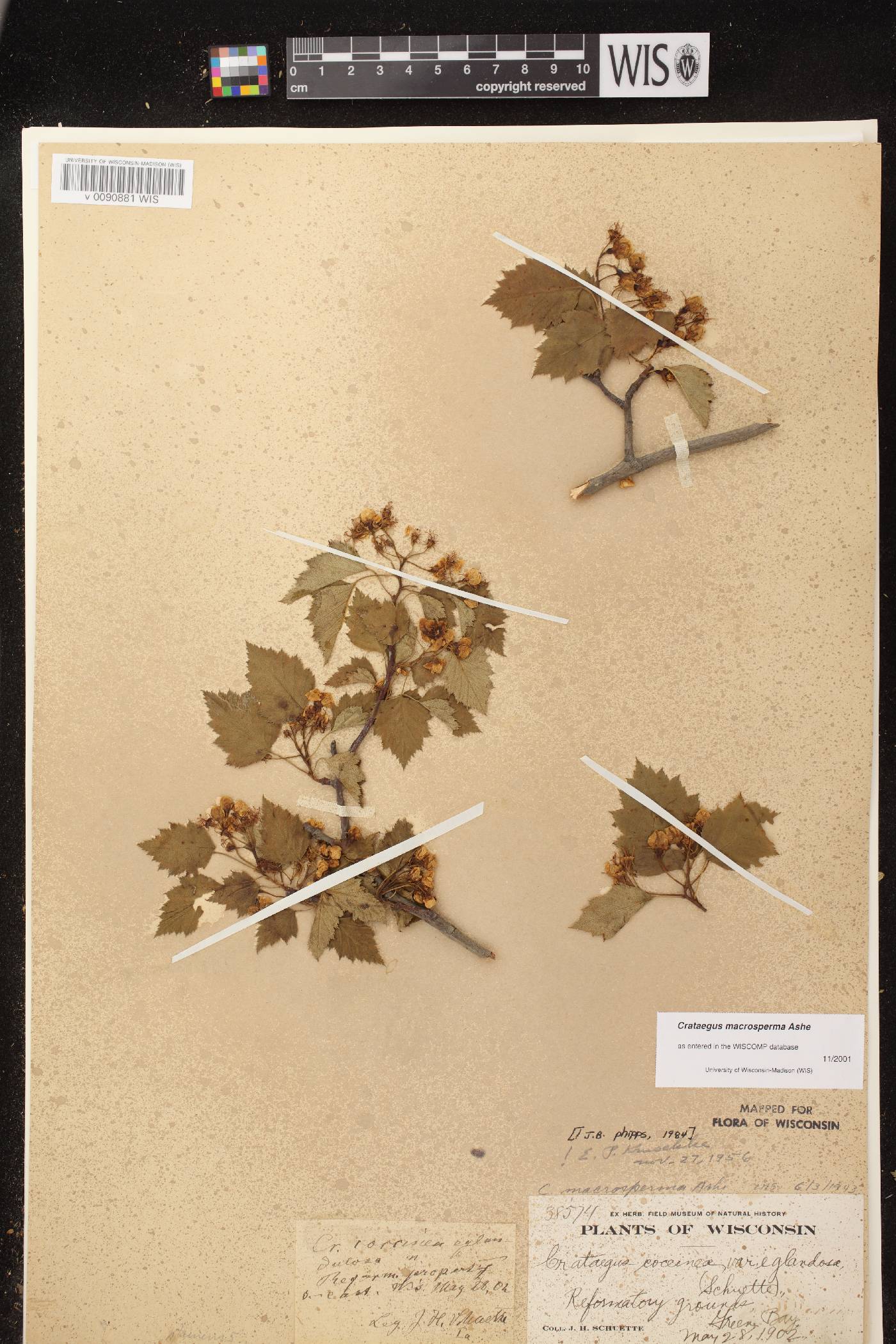 Crataegus macrosperma image