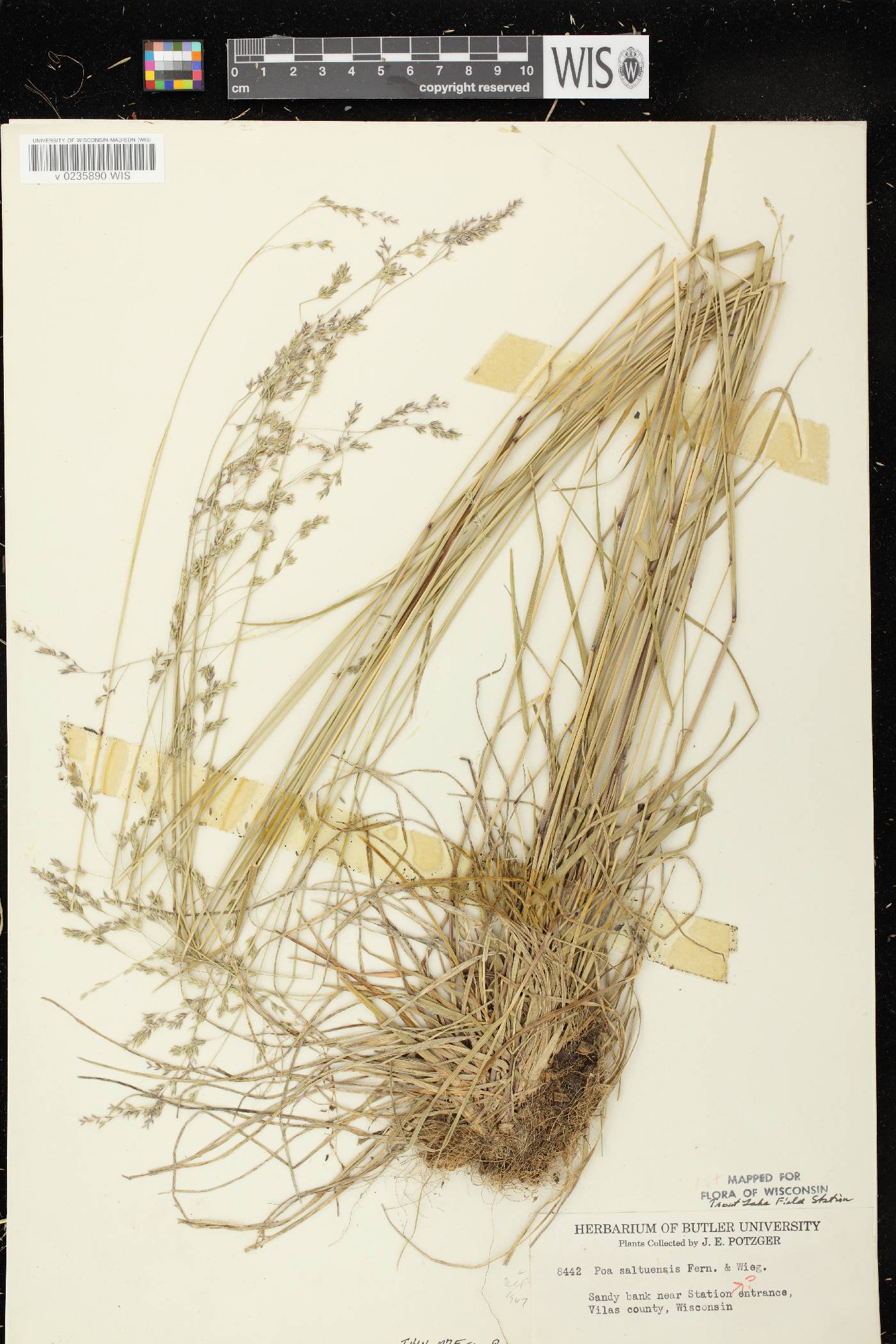 Poa saltuensis image