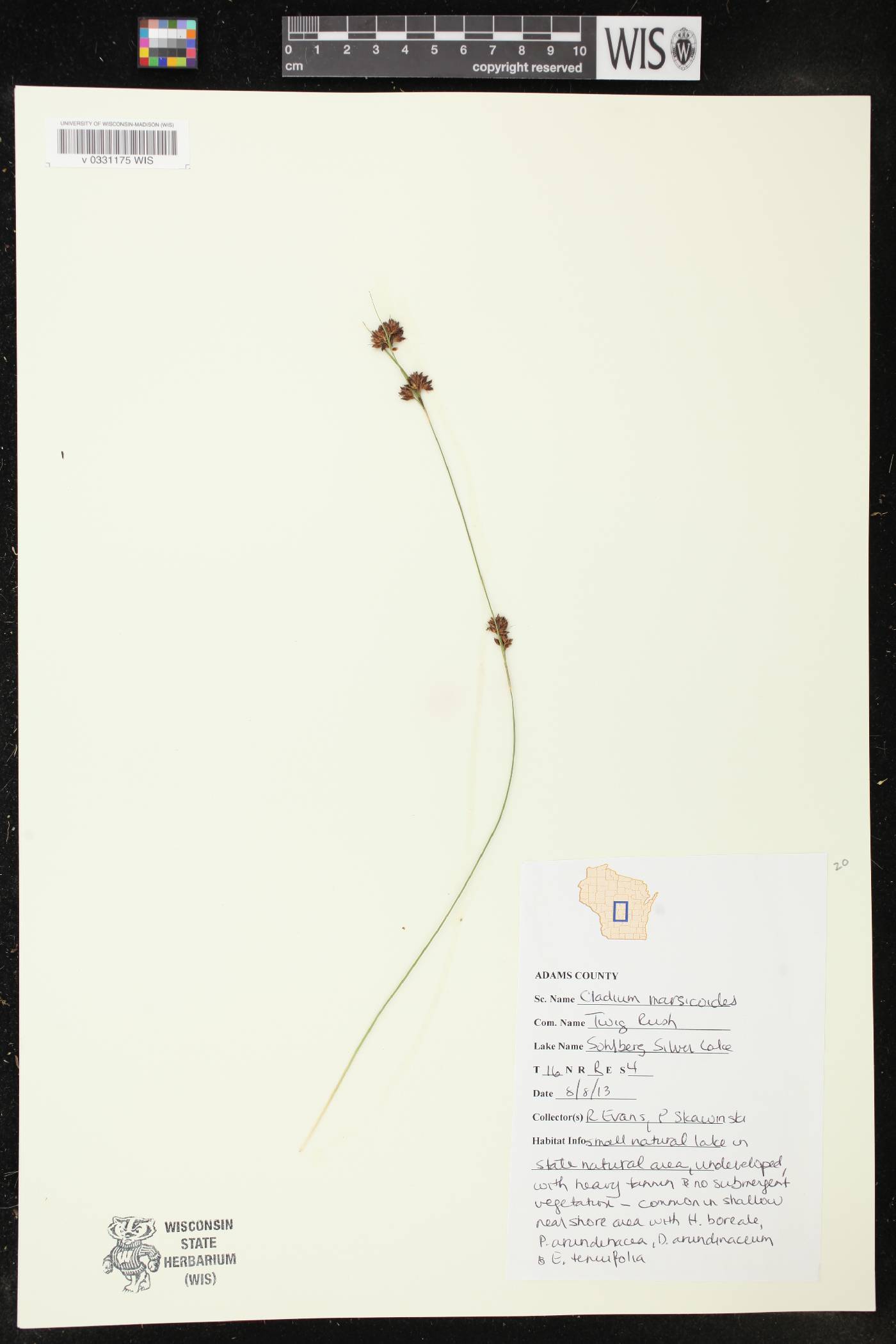 Rhynchospora capitellata image