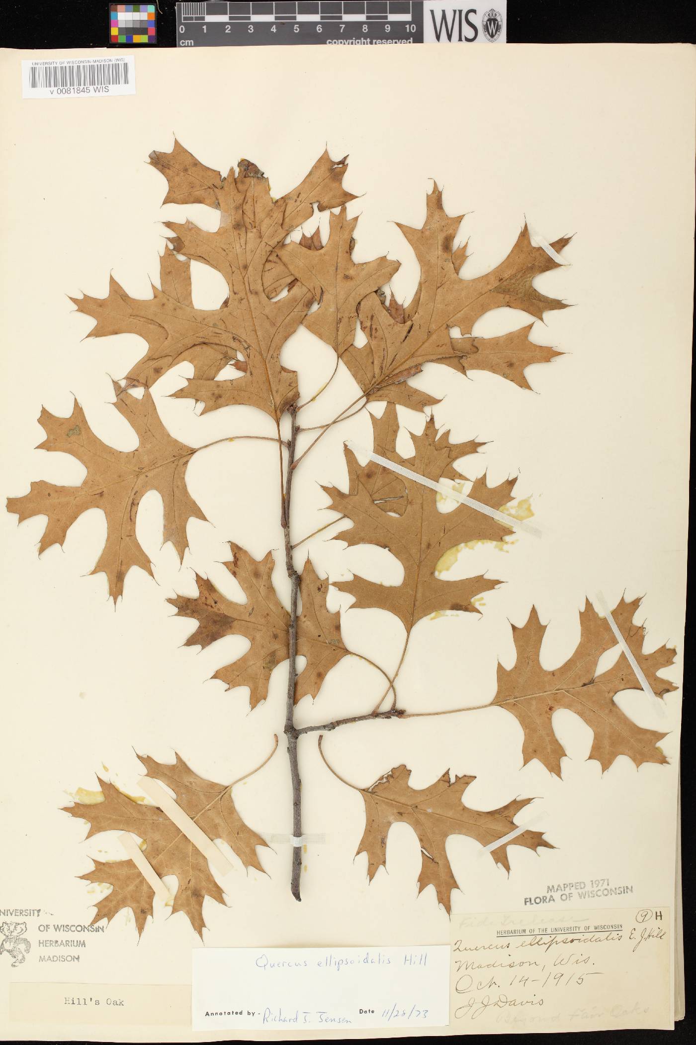 Quercus ellipsoidalis image