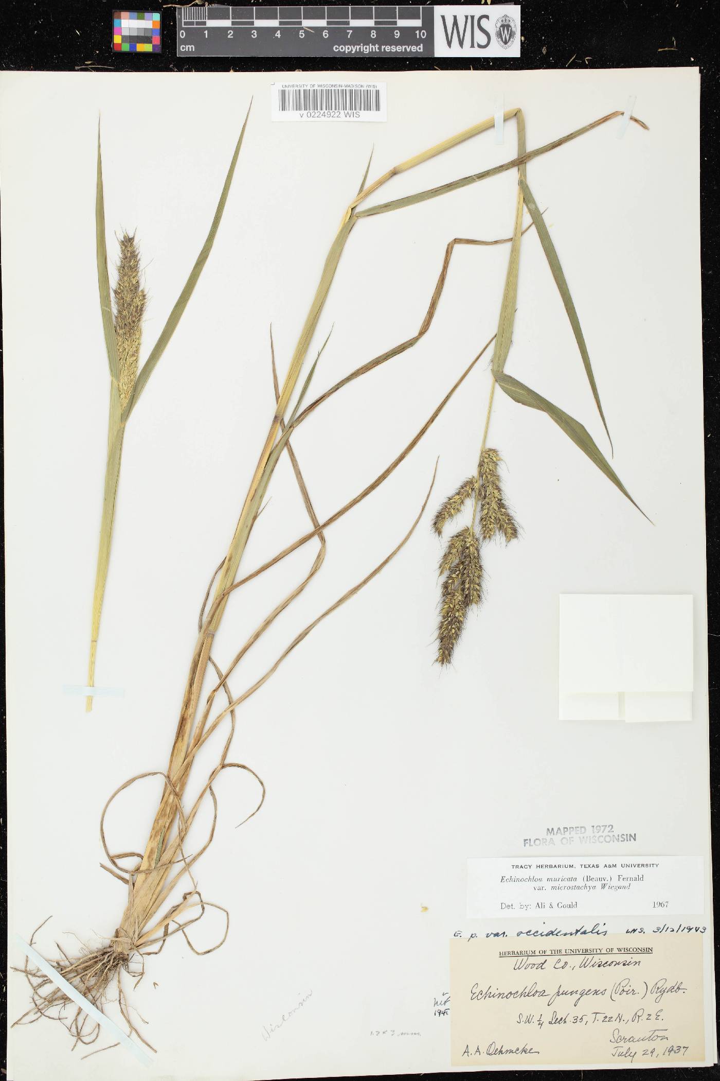 Echinochloa muricata var. microstachya image