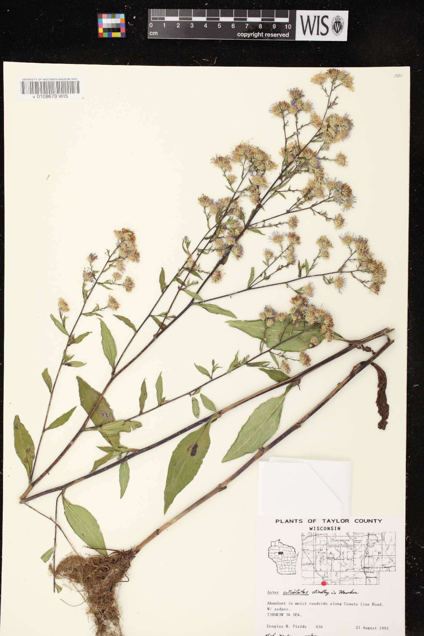 Symphyotrichum ciliolatum image