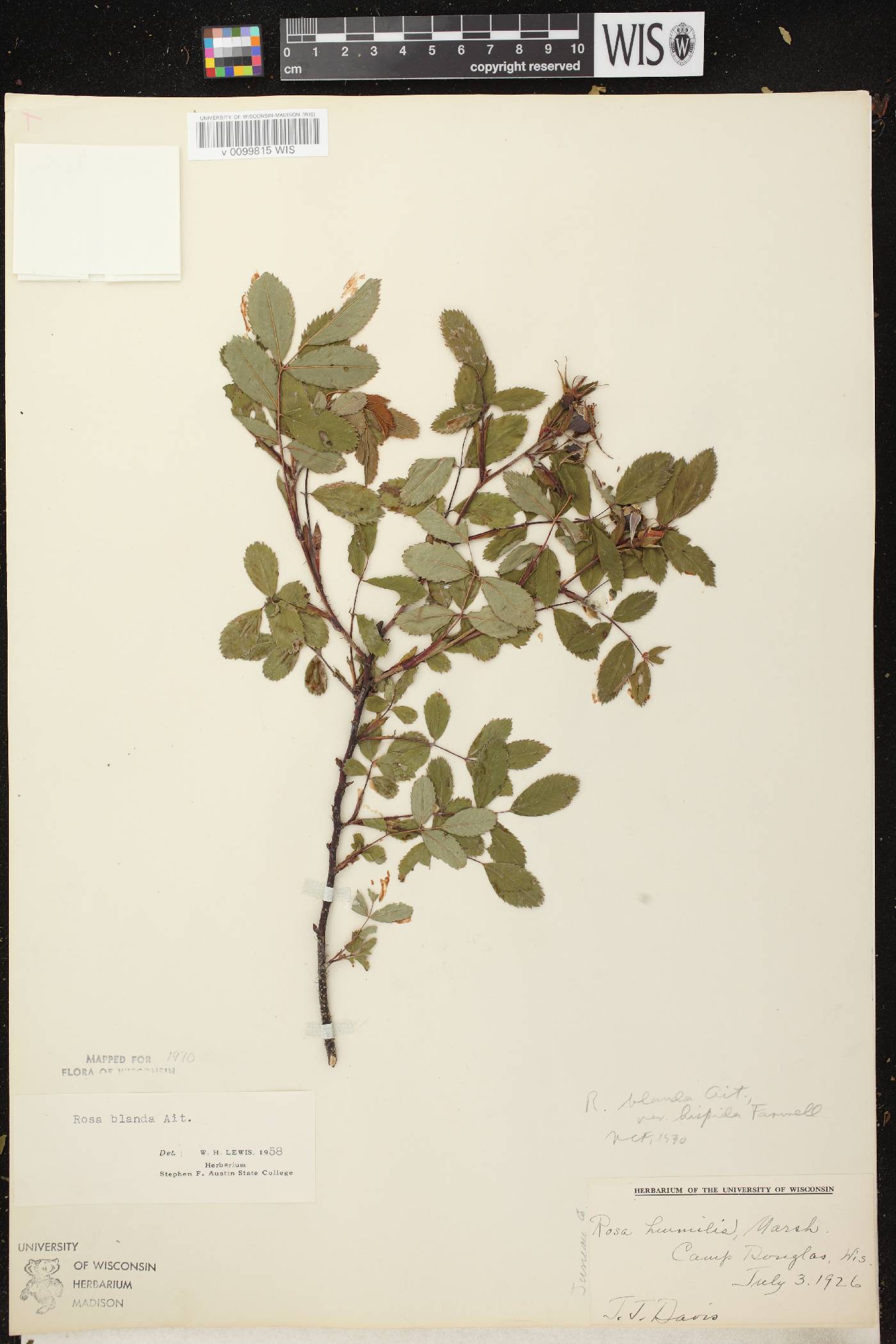 Rosa blanda image