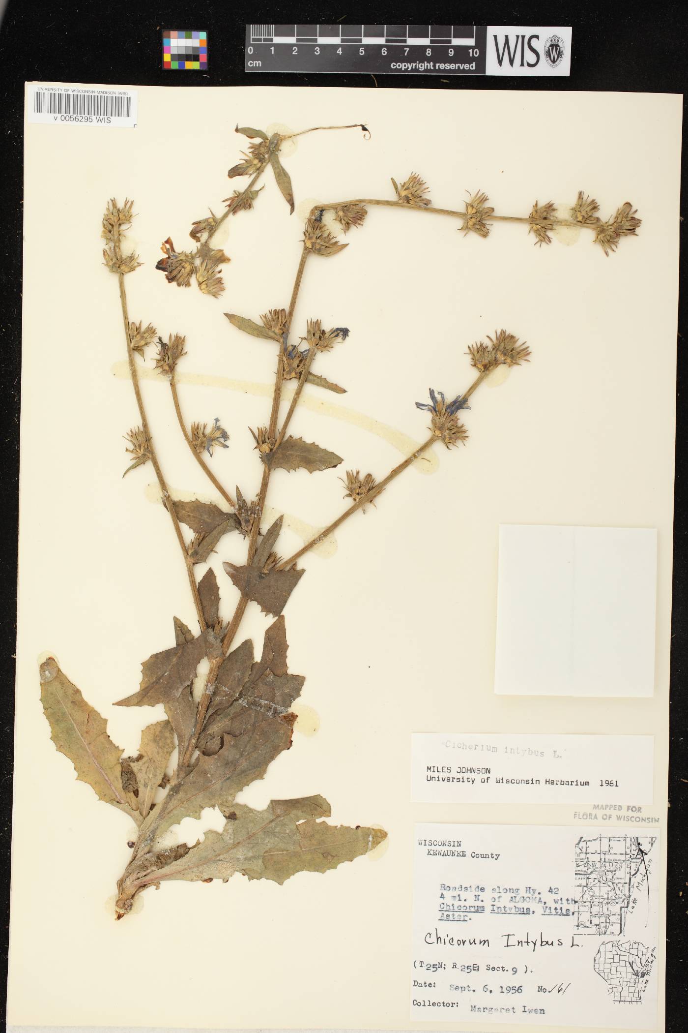 Cichorium intybus image