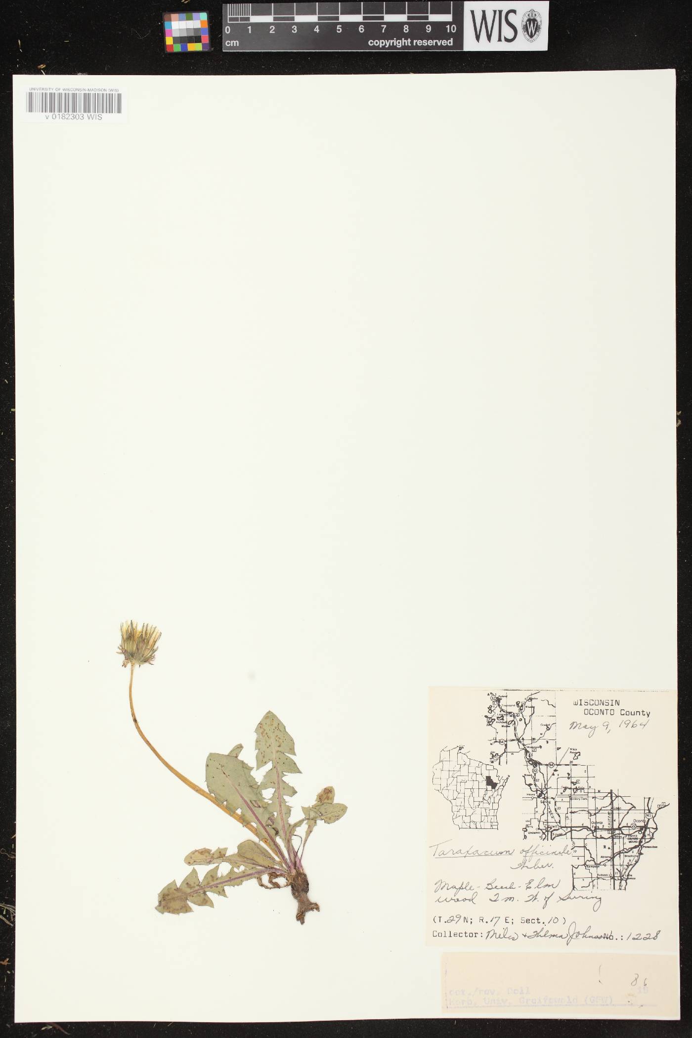 Taraxacum officinale image