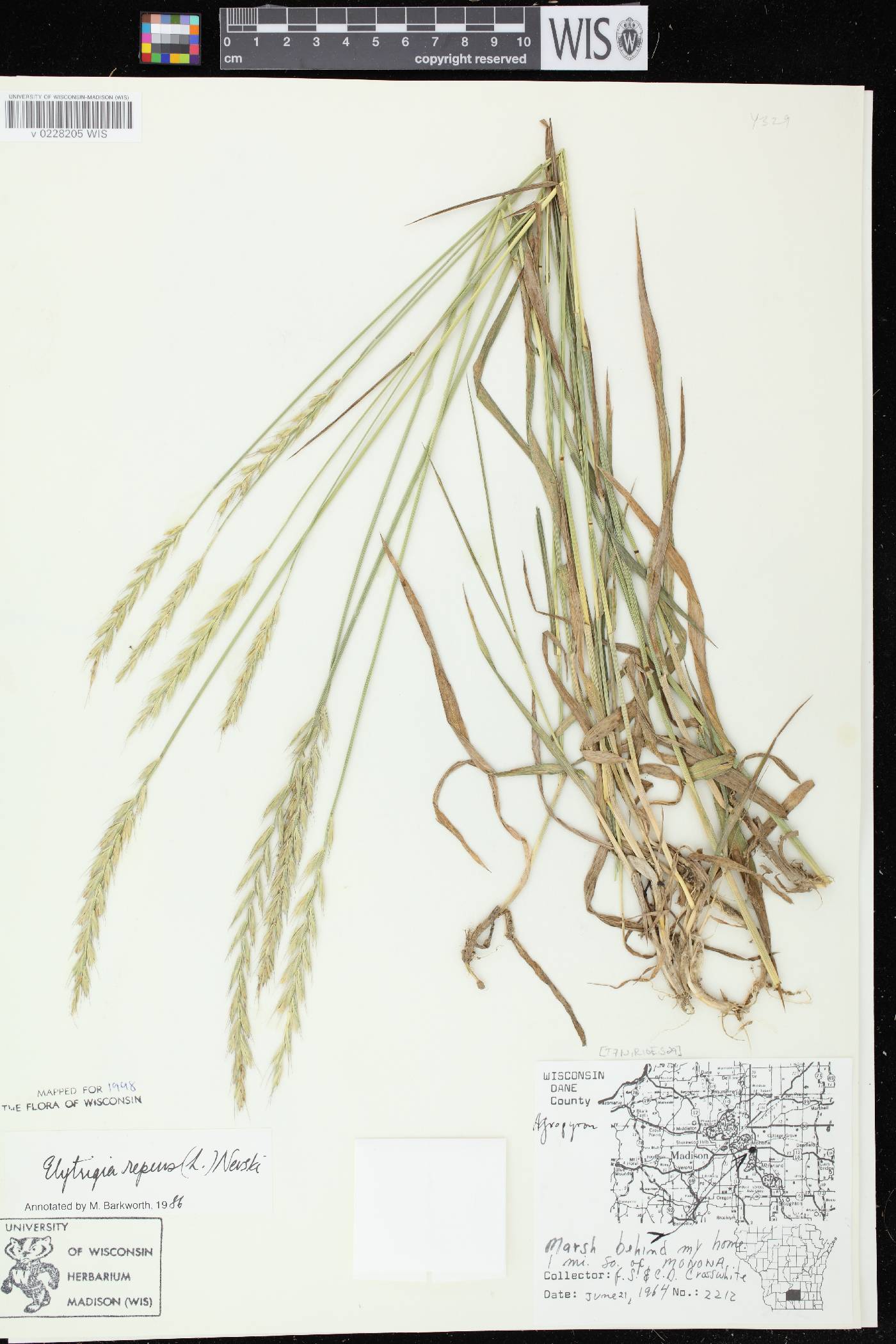 Elymus repens image