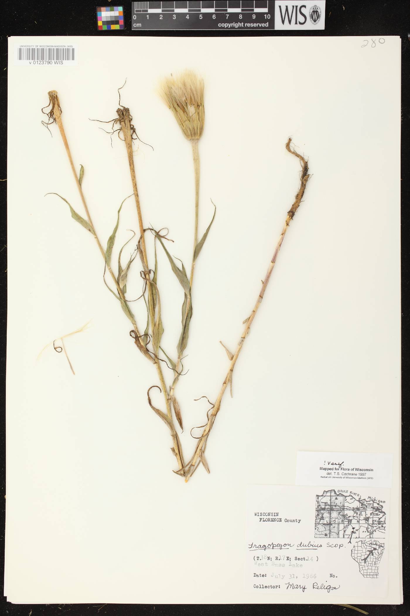 Tragopogon dubius image