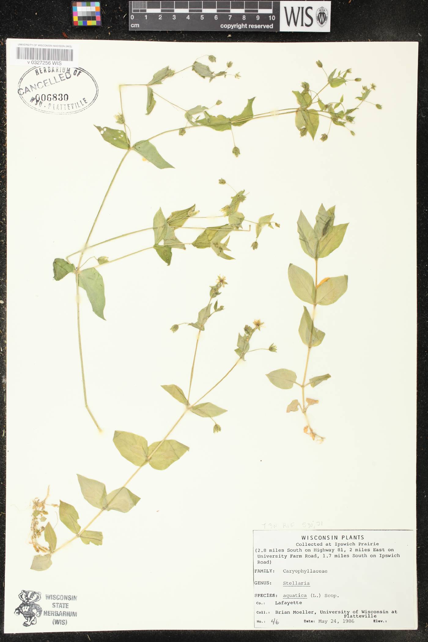 Myosoton aquaticum image