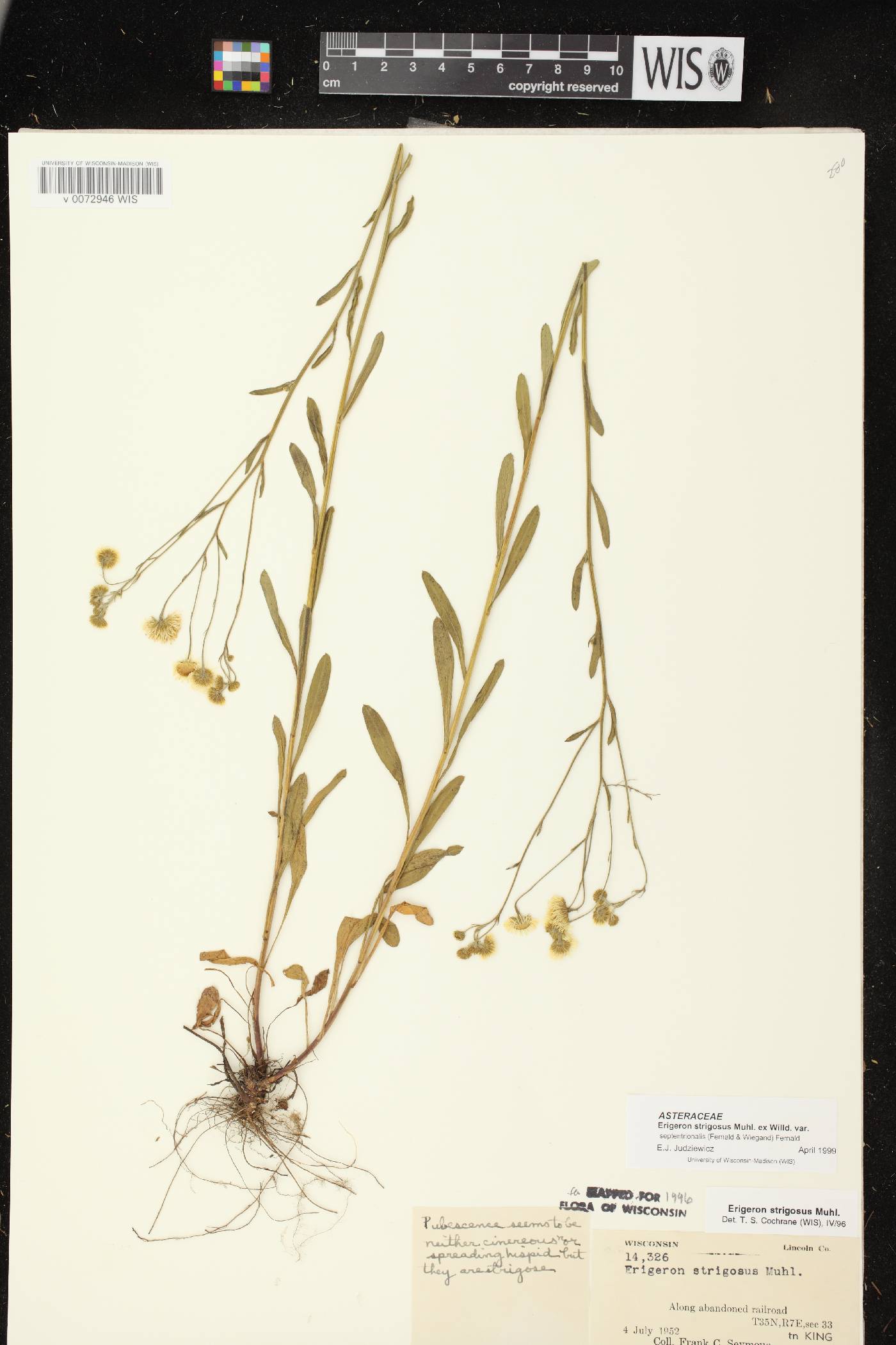 Erigeron strigosus var. septentrionalis image