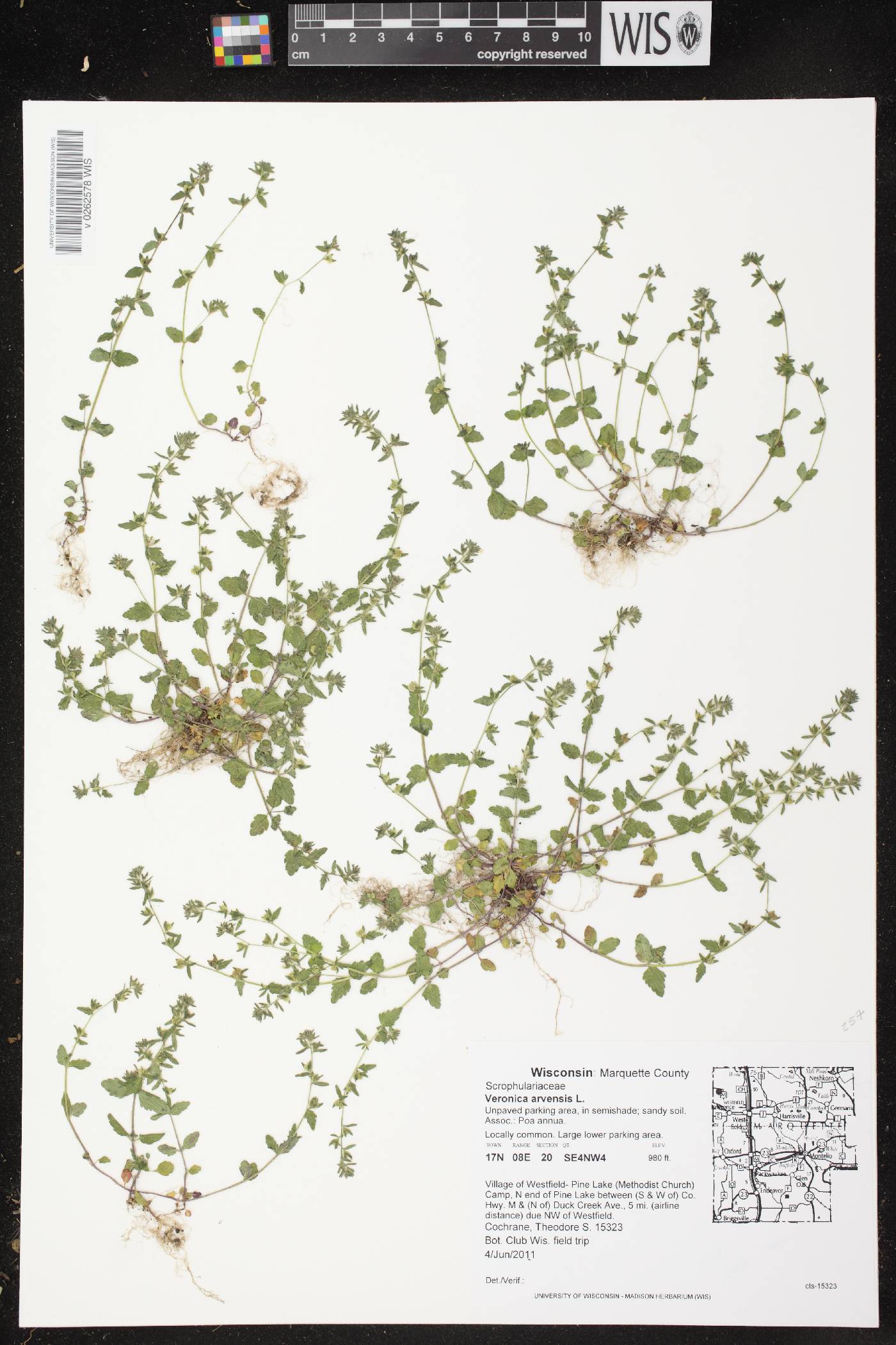 Veronica arvensis image