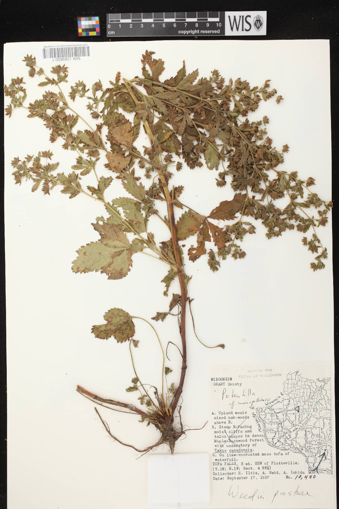 Potentilla norvegica image