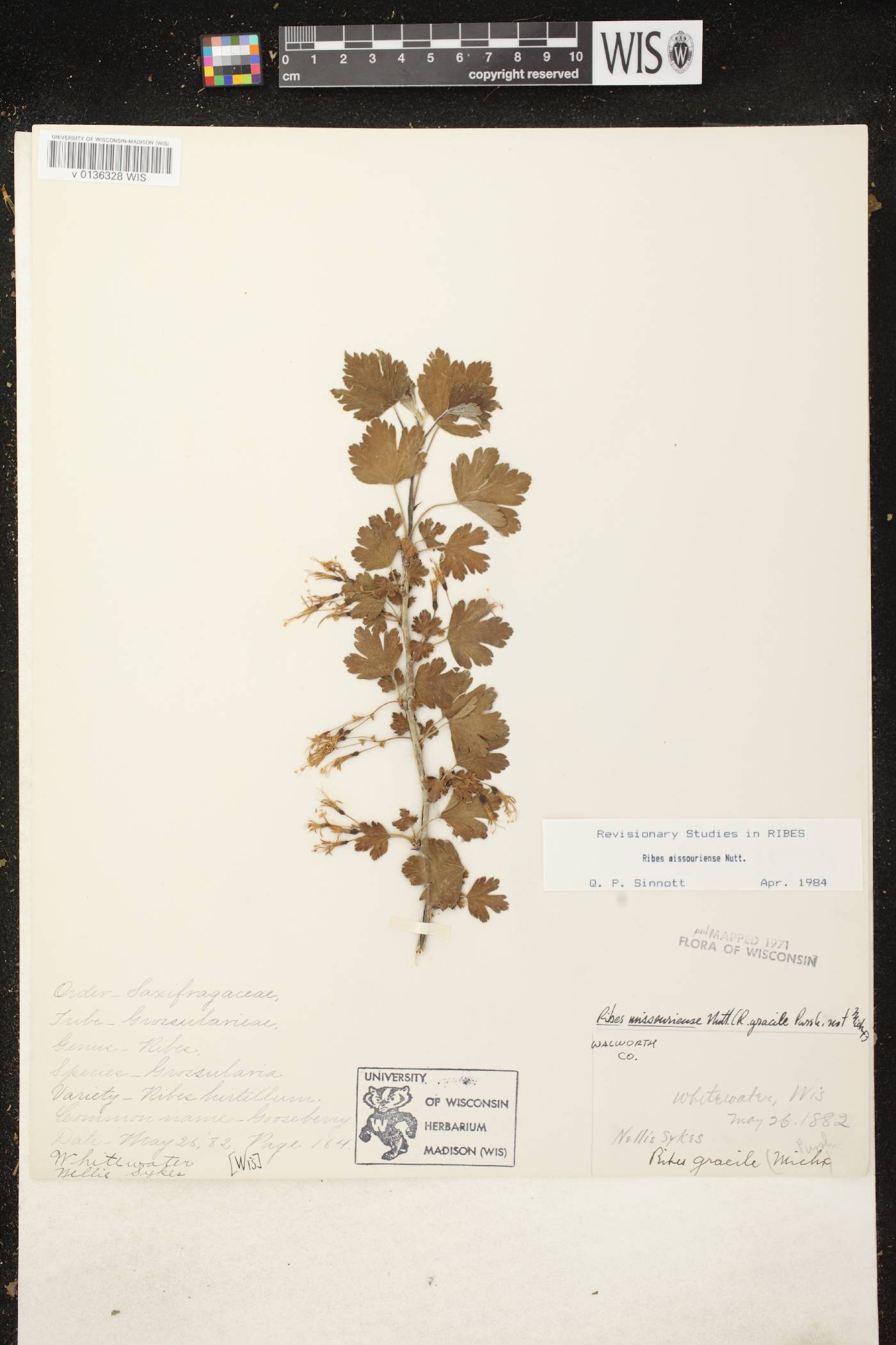 Ribes missouriense image