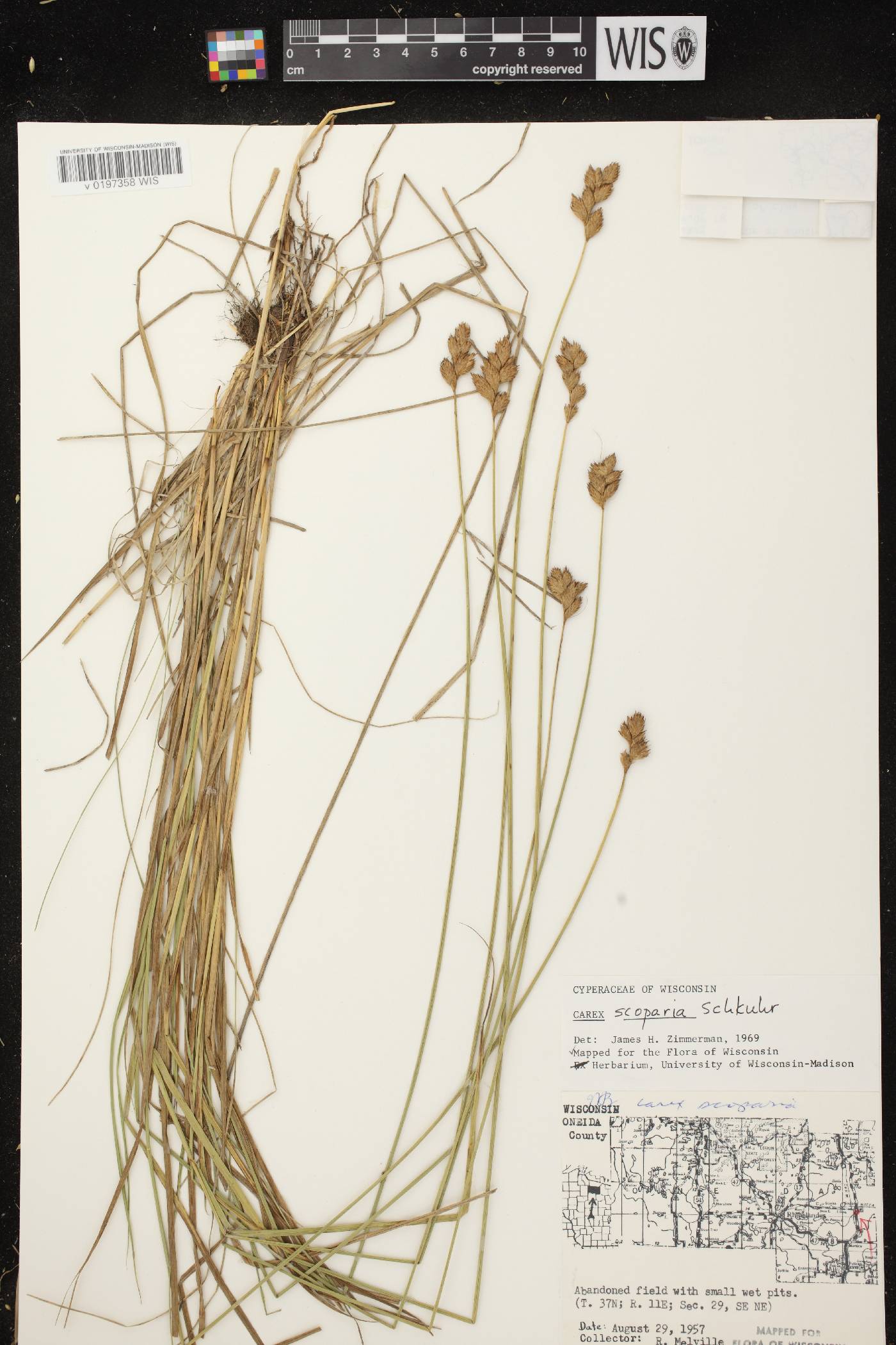 Carex scoparia var. scoparia image