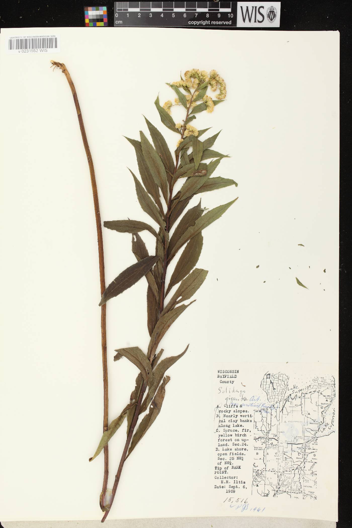 Solidago gigantea image