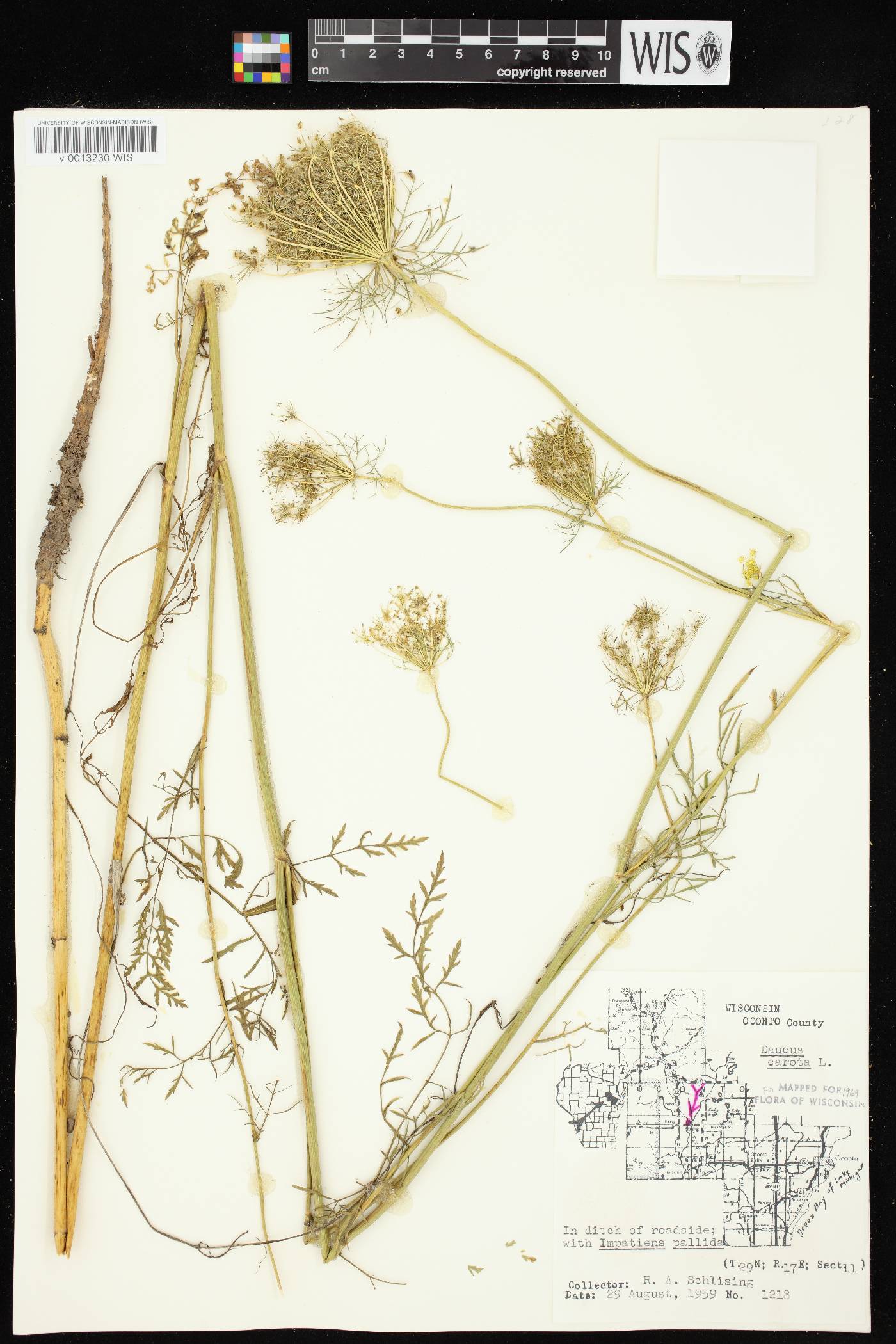 Daucus carota image