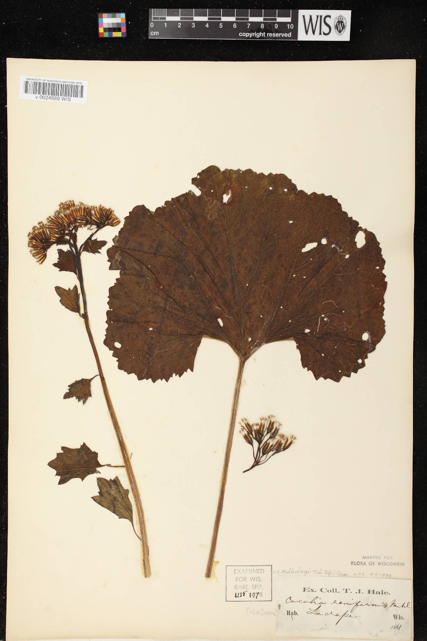 Arnoglossum reniforme image