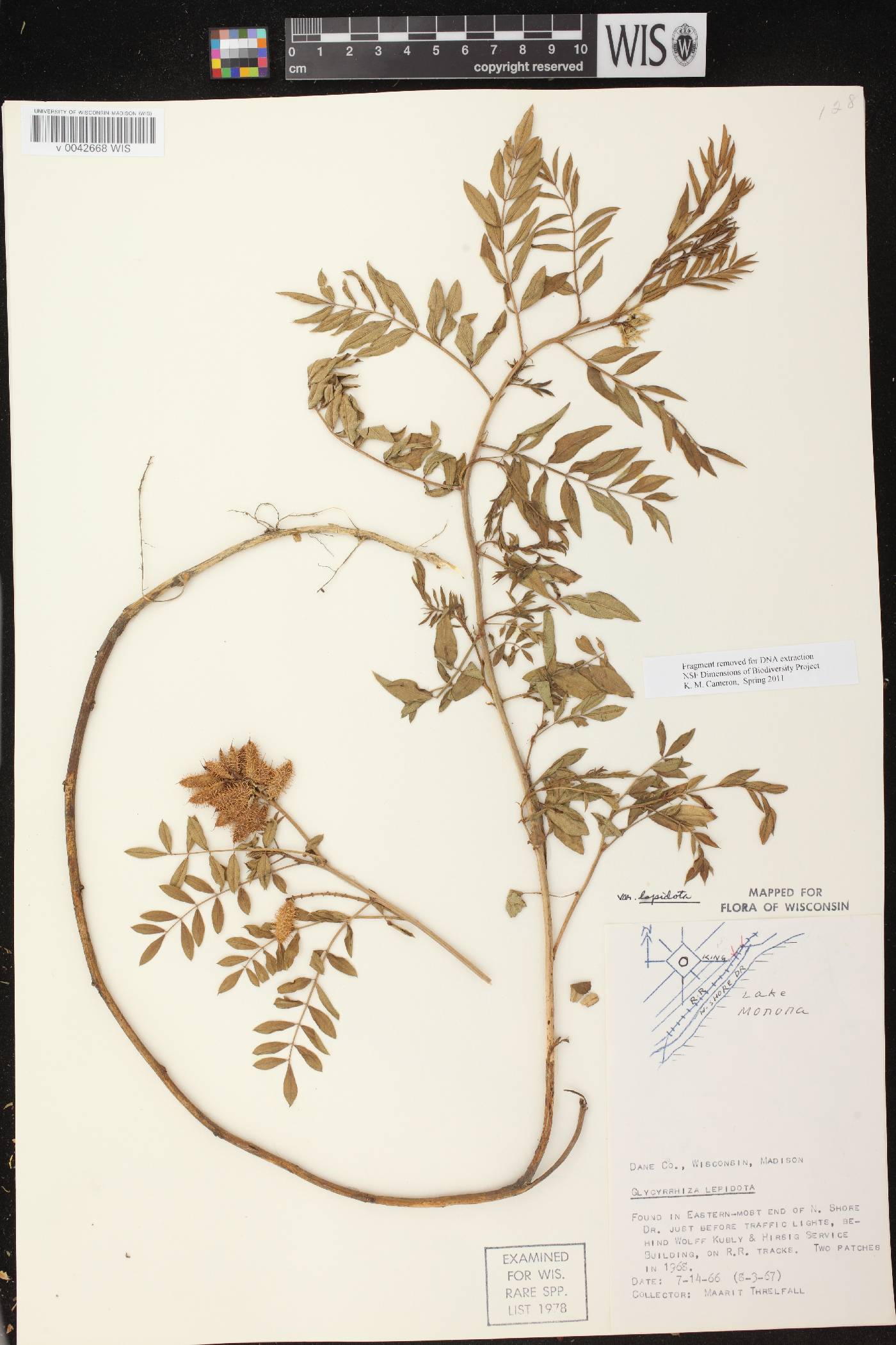 Glycyrrhiza lepidota image