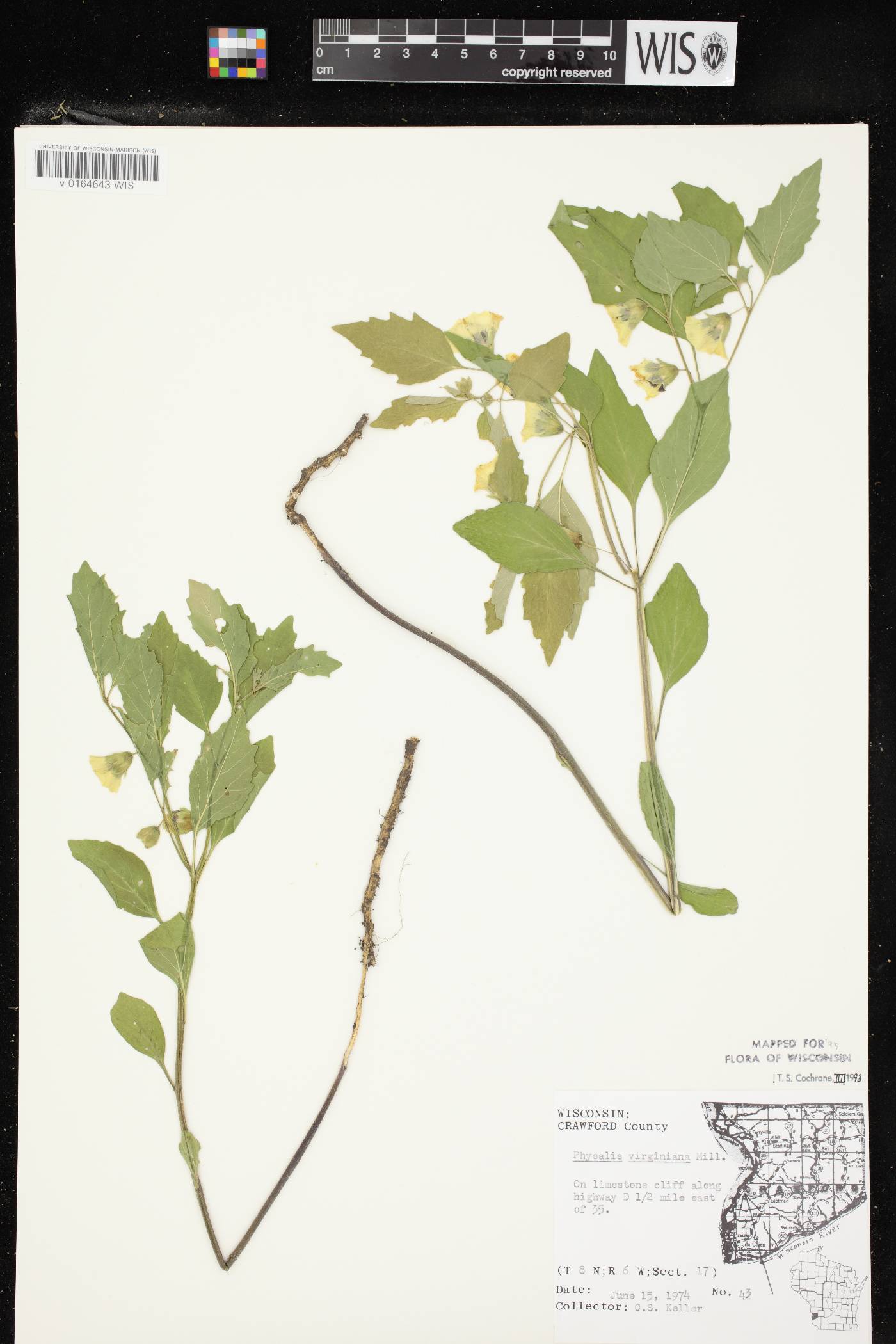 Physalis virginiana var. virginiana image