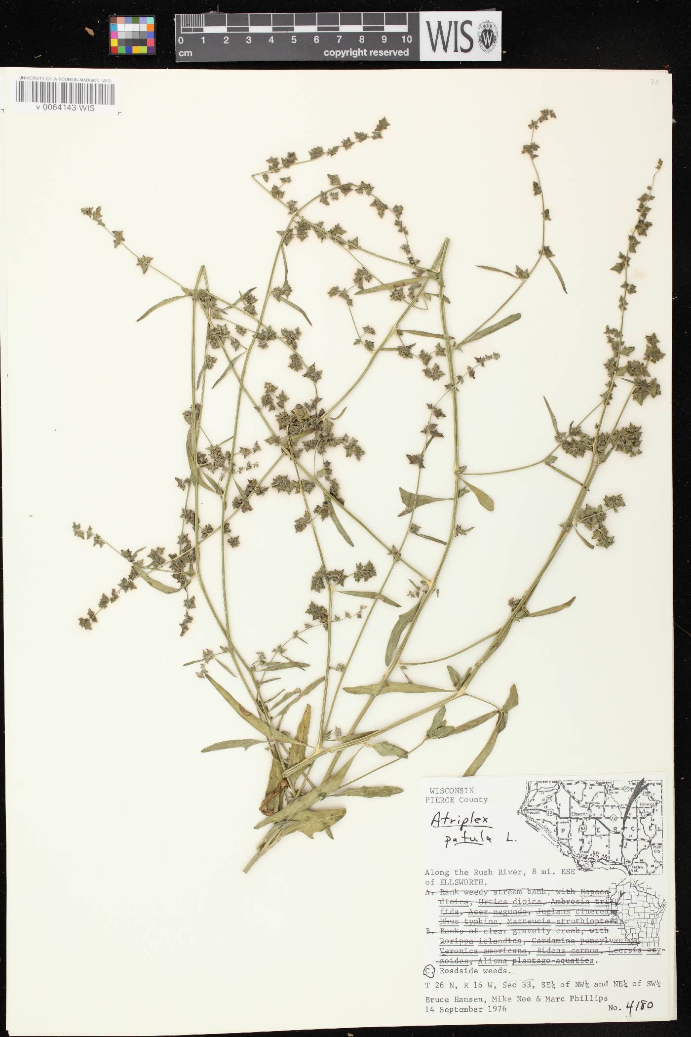 Atriplex patula image