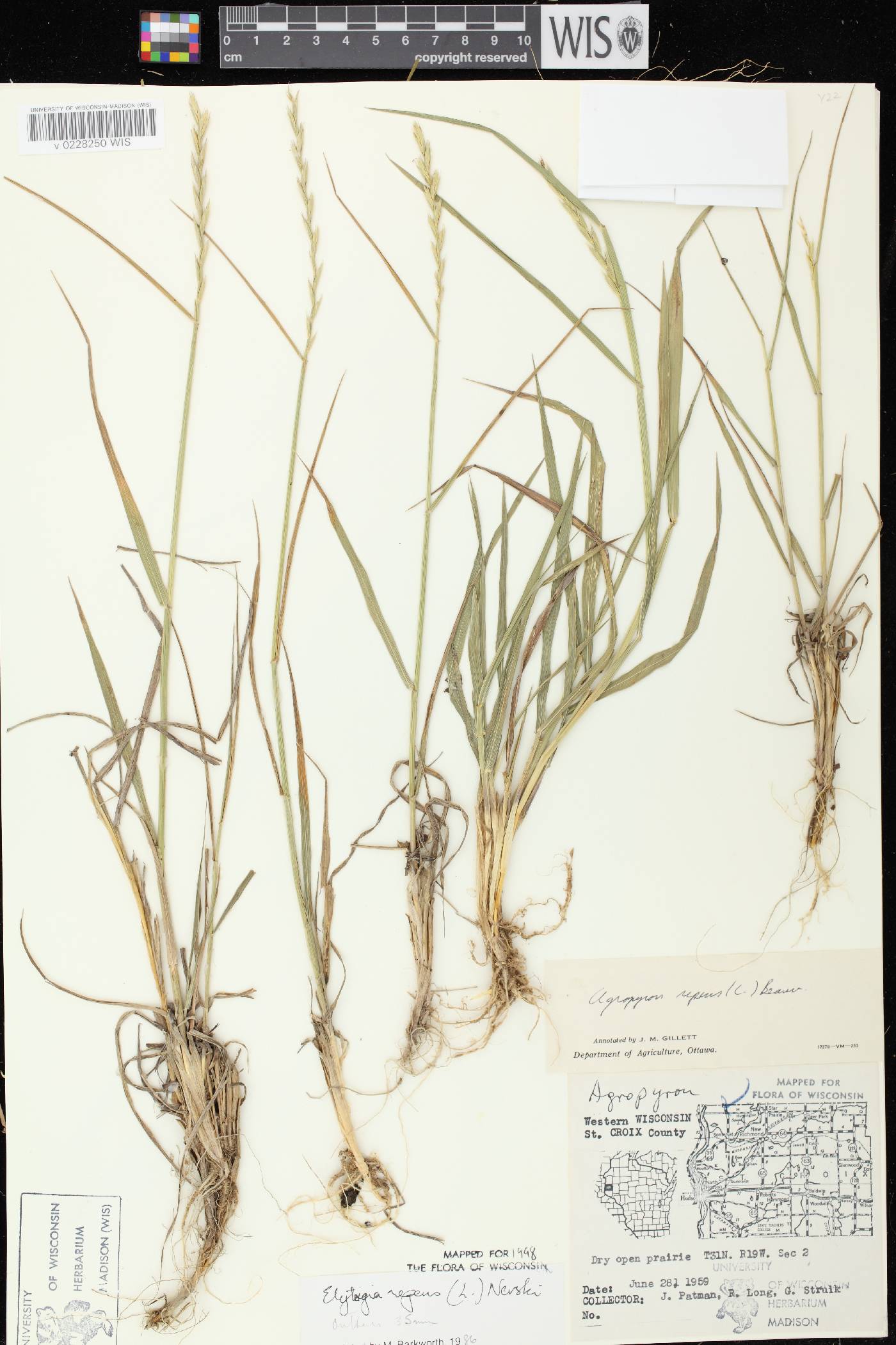 Elymus repens image