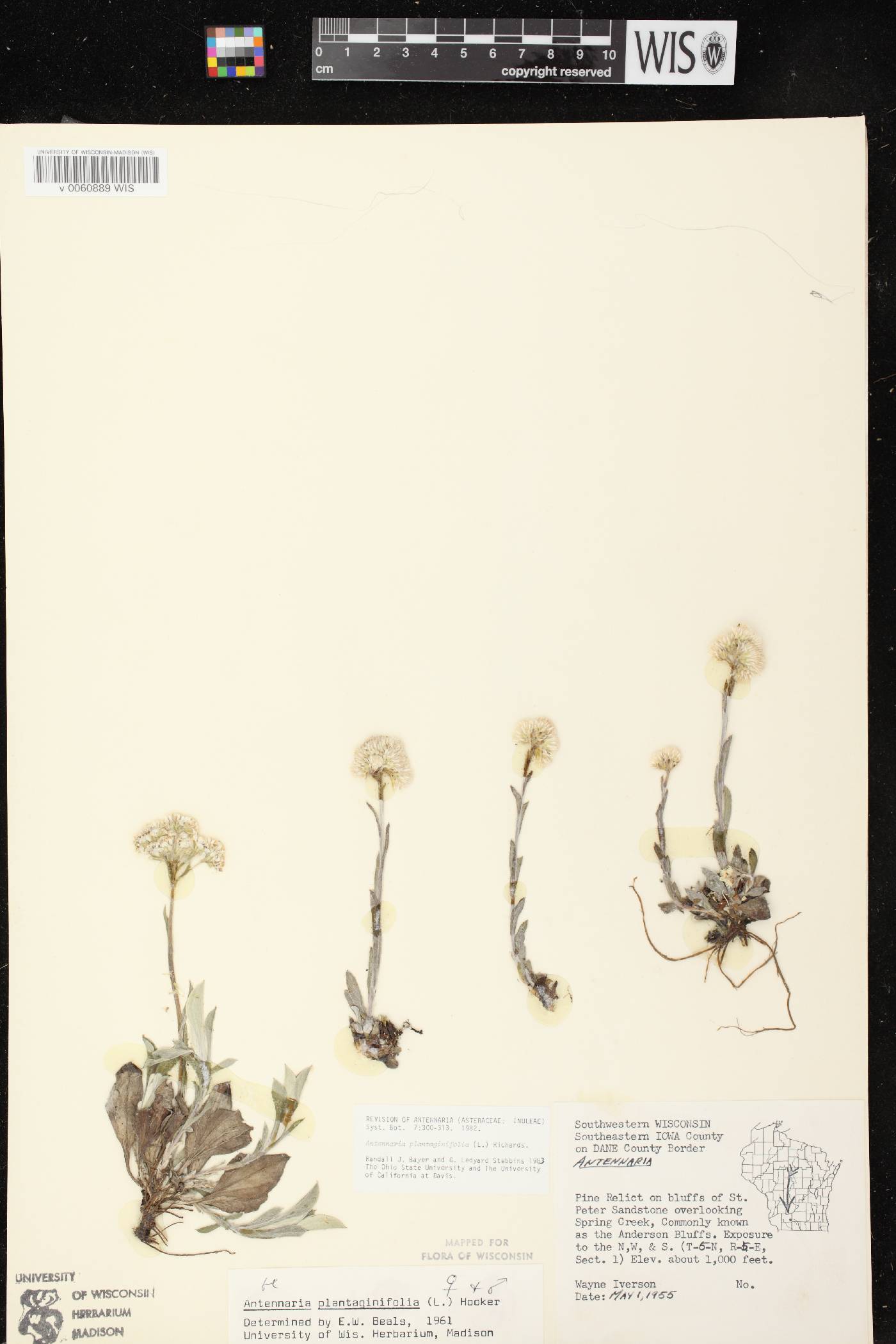Antennaria plantaginifolia image