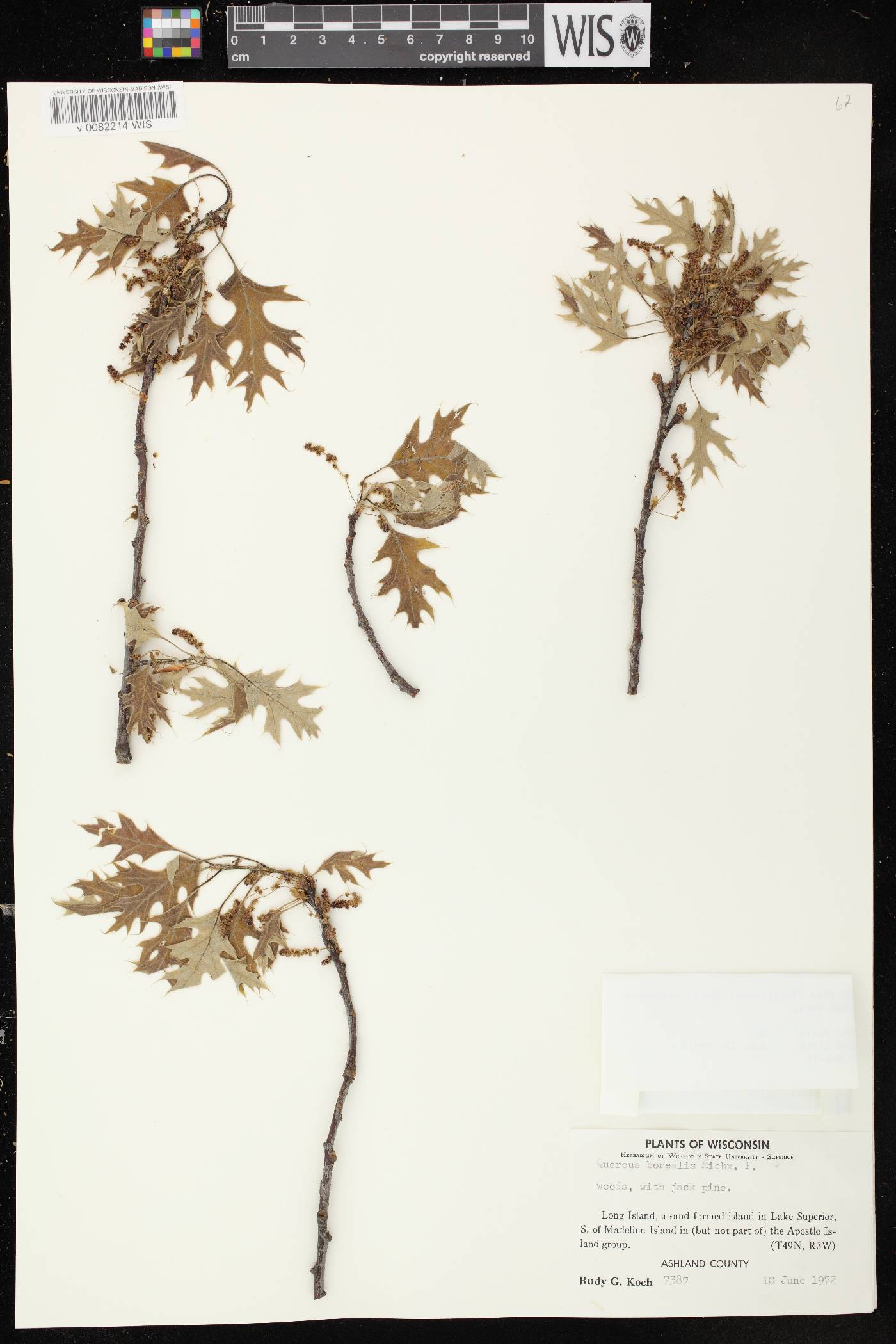 Quercus rubra image