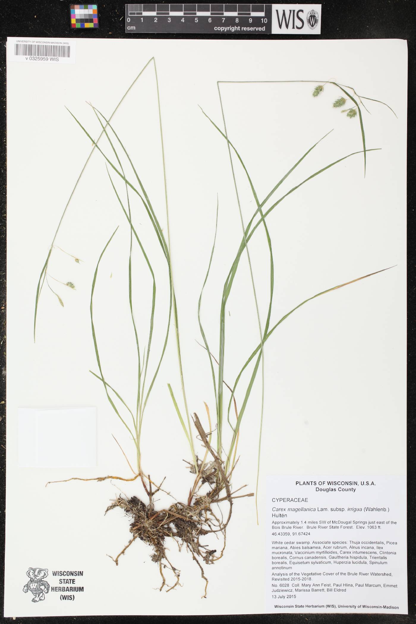 Carex magellanica image