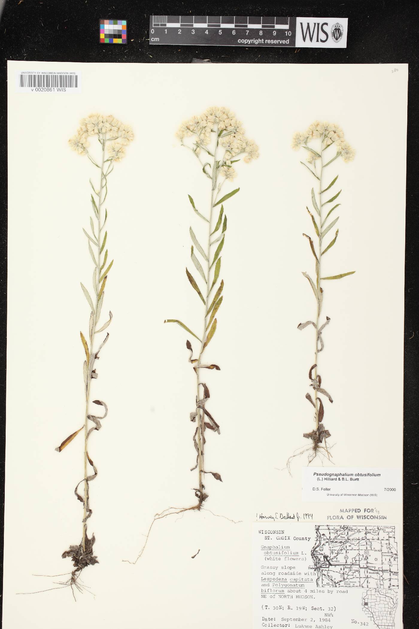 Pseudognaphalium obtusifolium image