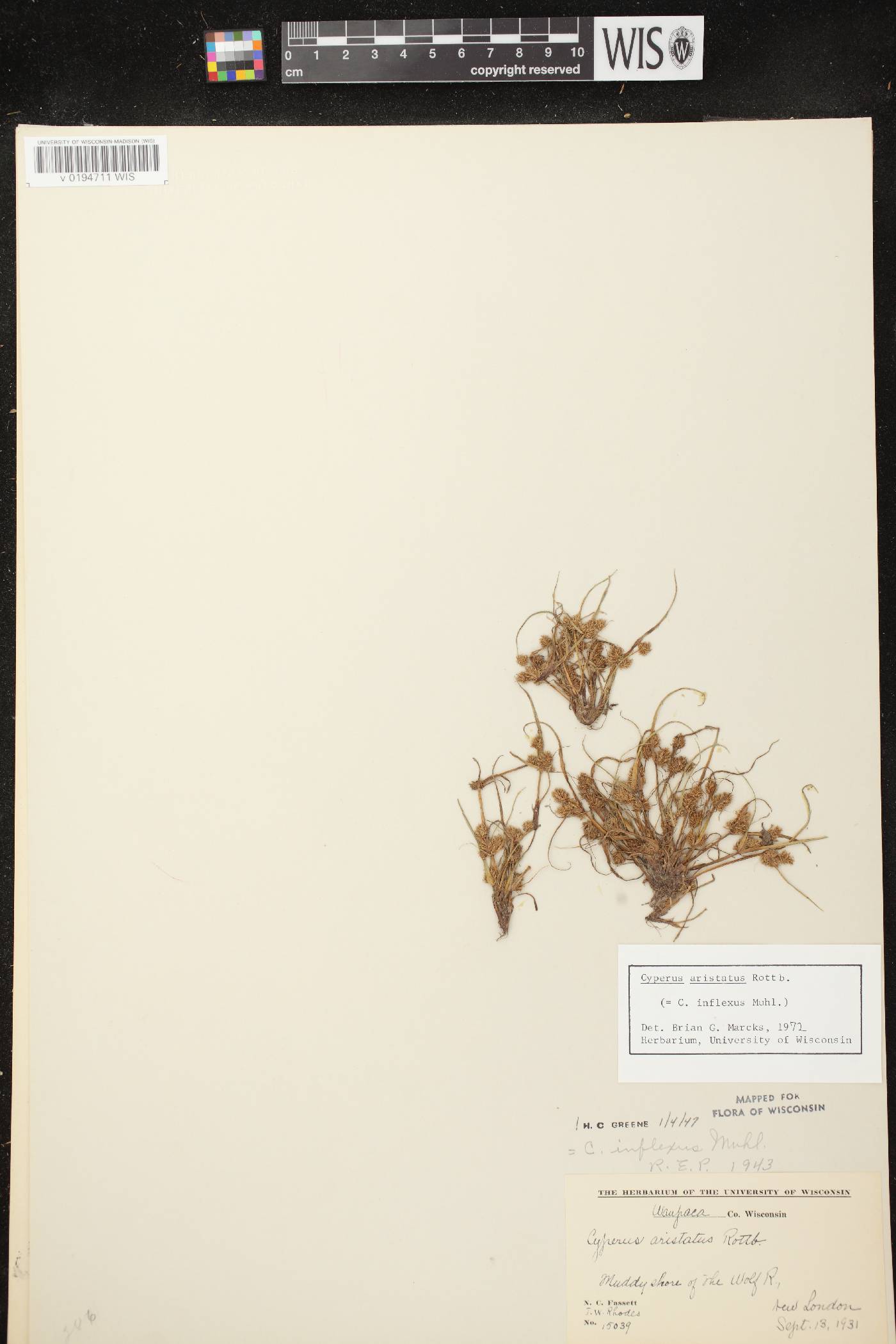 Cyperus squarrosus image