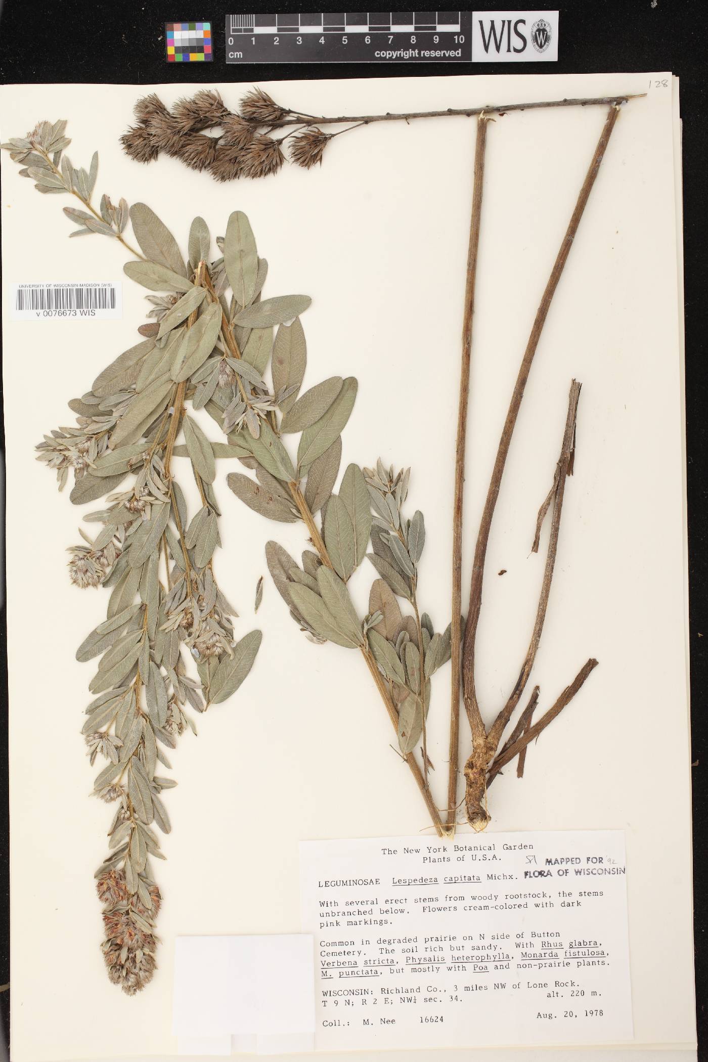 Lespedeza capitata image