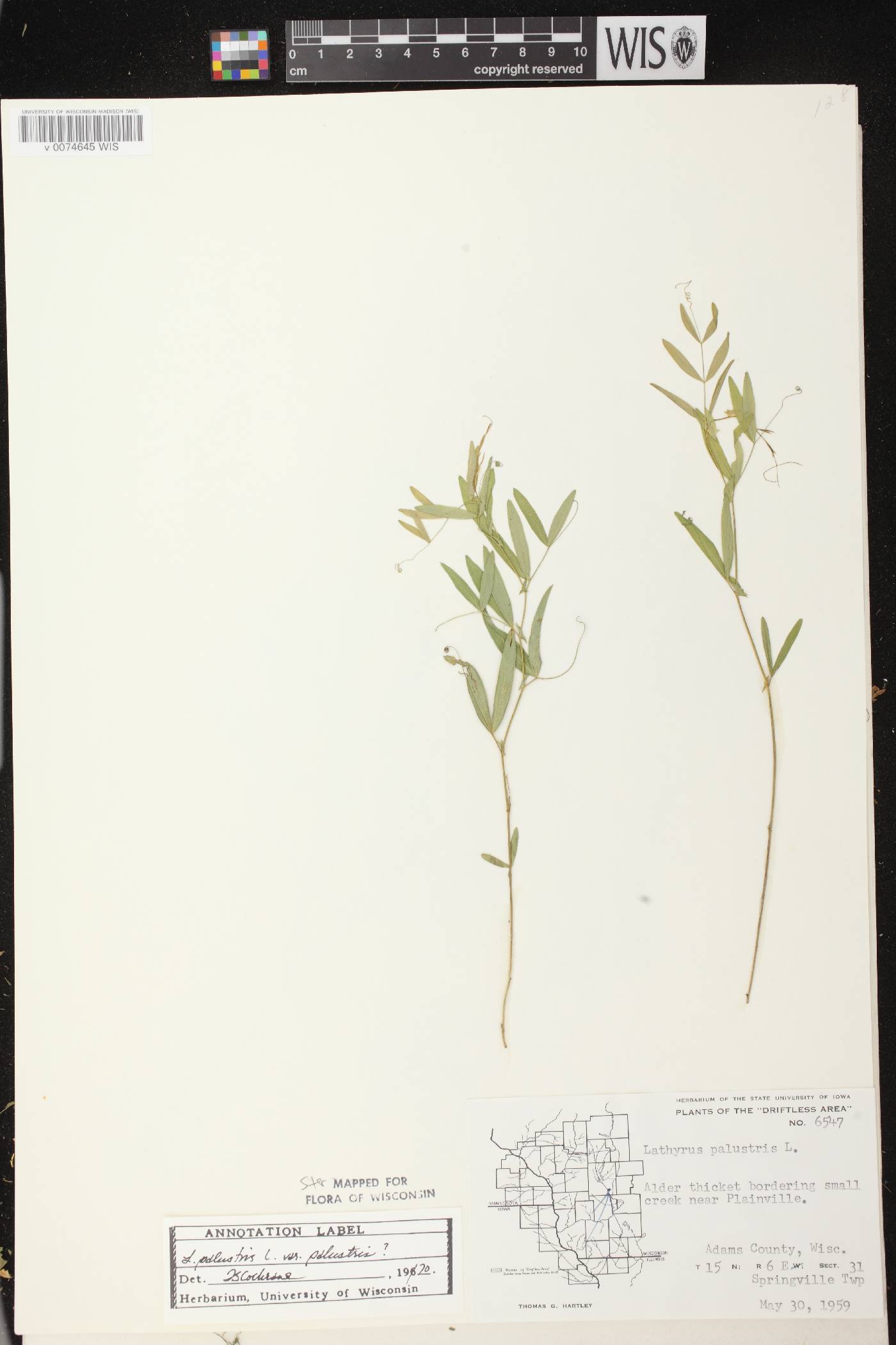 Lathyrus palustris image