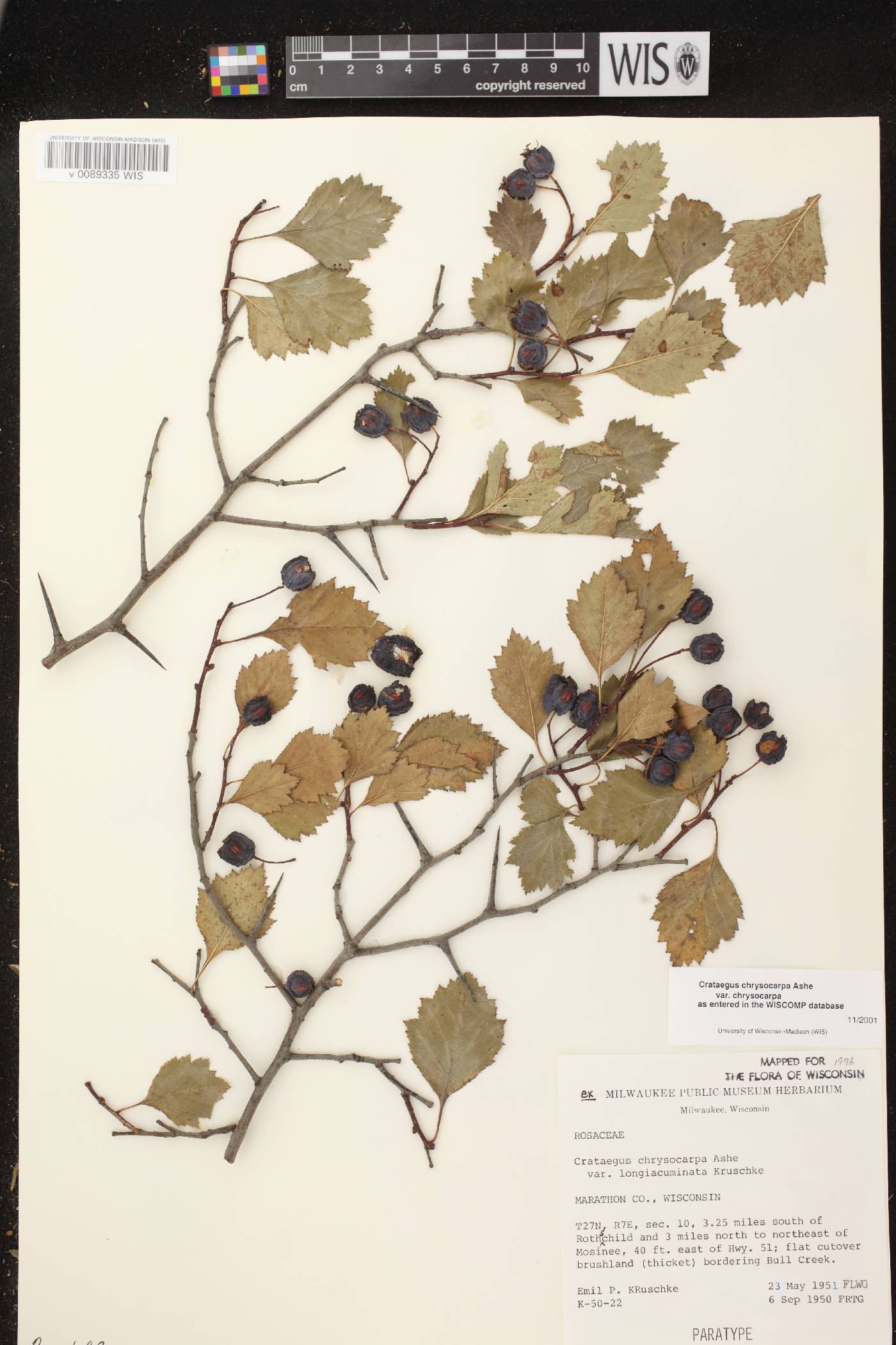 Crataegus chrysocarpa var. chrysocarpa image