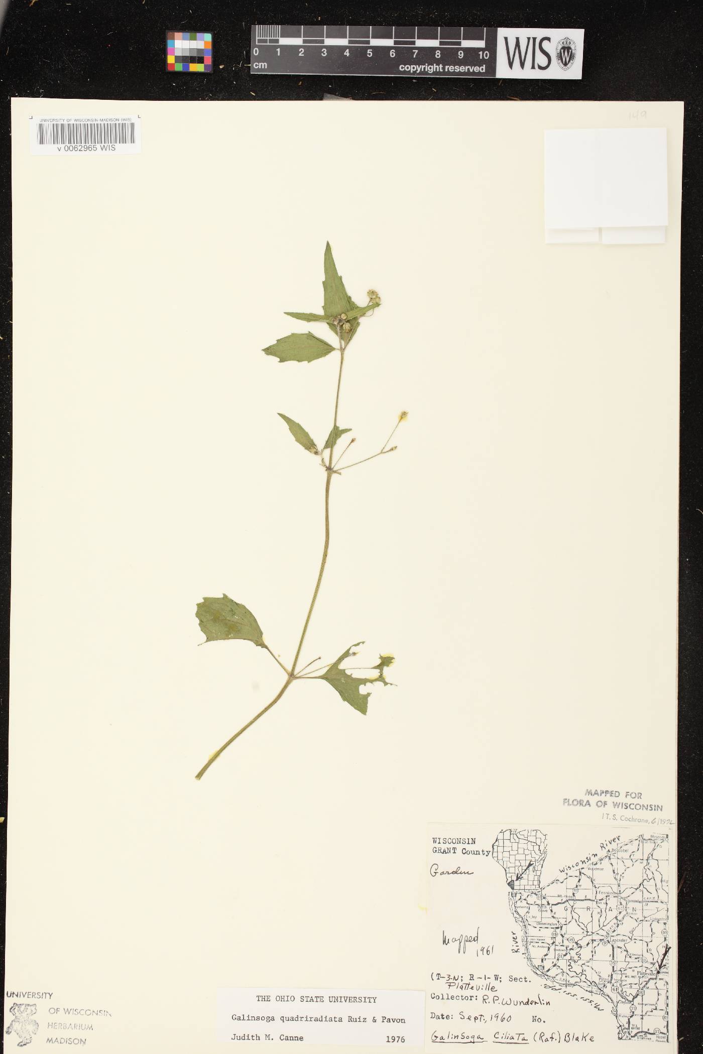 Galinsoga quadriradiata image