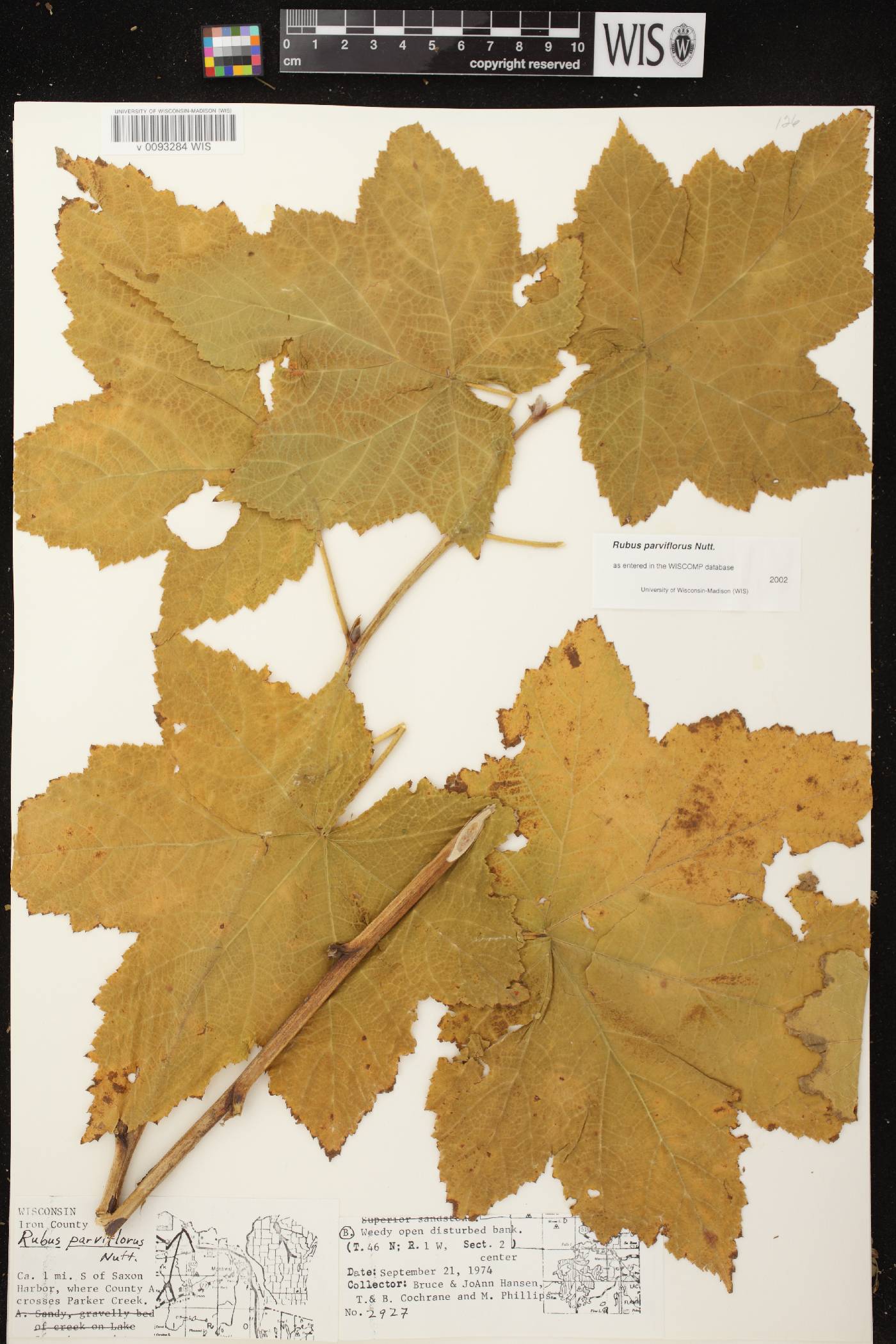 Rubus parviflorus image