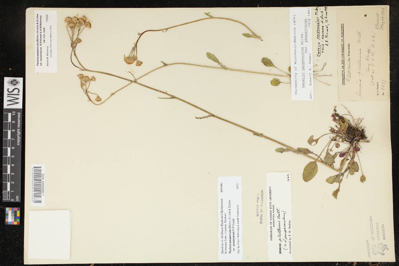 Packera paupercula image
