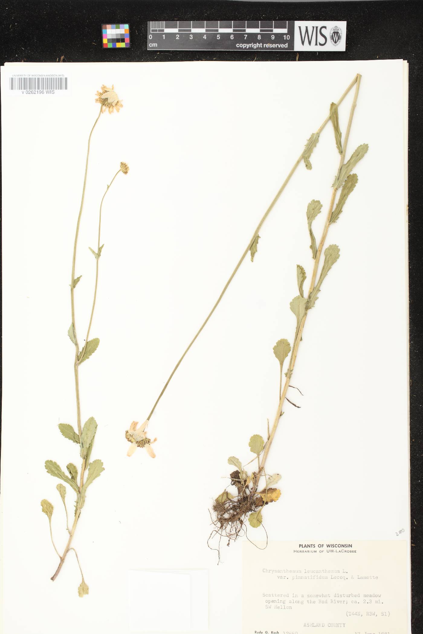 Leucanthemum vulgare image